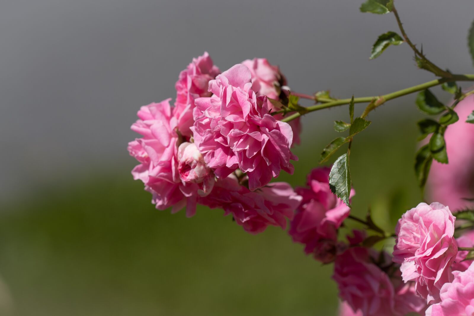 Nikon D750 sample photo. Roses, flower, flowers photography