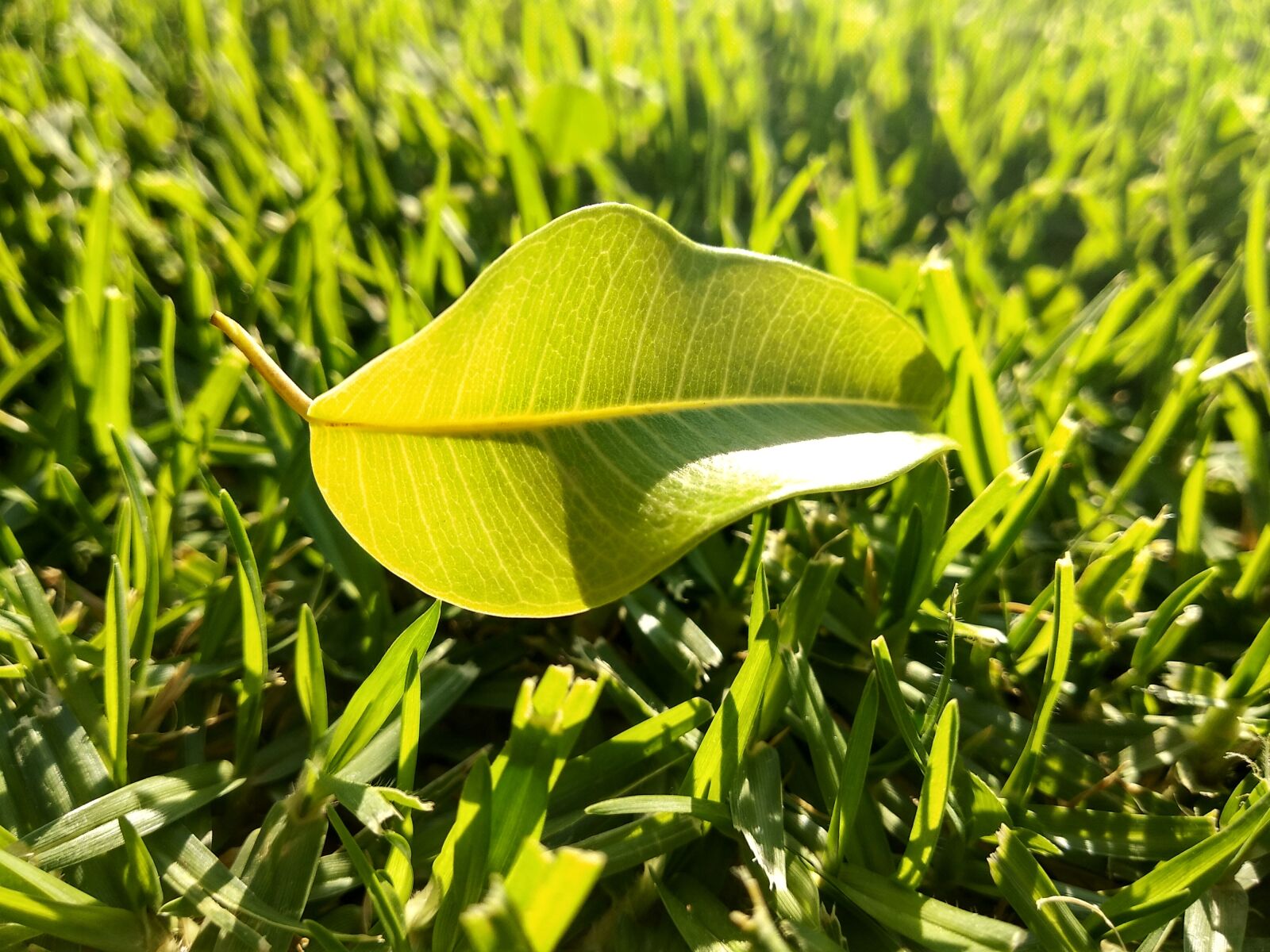 Xiaomi Redmi 5 Plus sample photo. Leaf, lawn, green photography