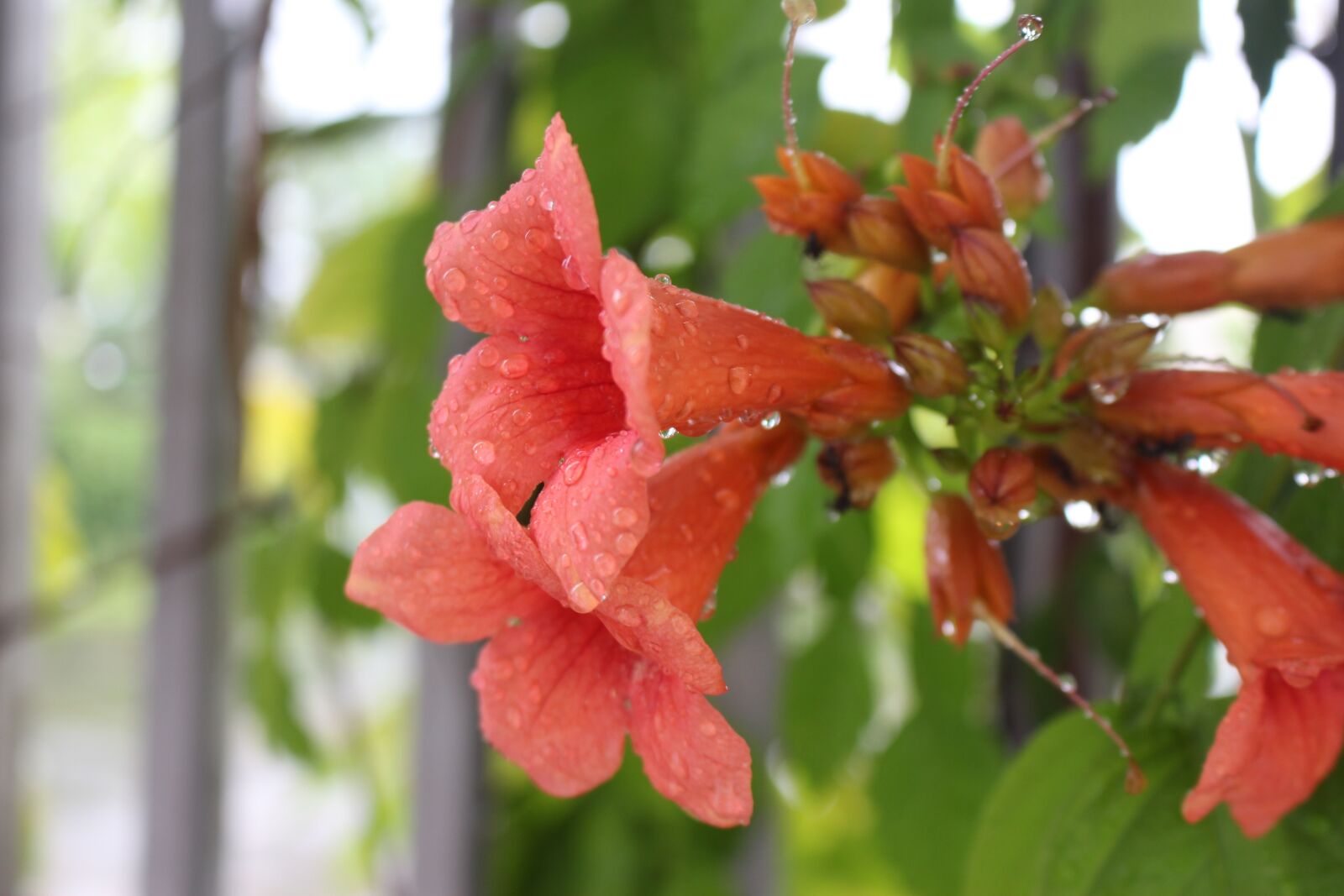 Canon EOS 700D (EOS Rebel T5i / EOS Kiss X7i) sample photo. Flower, after rain photography