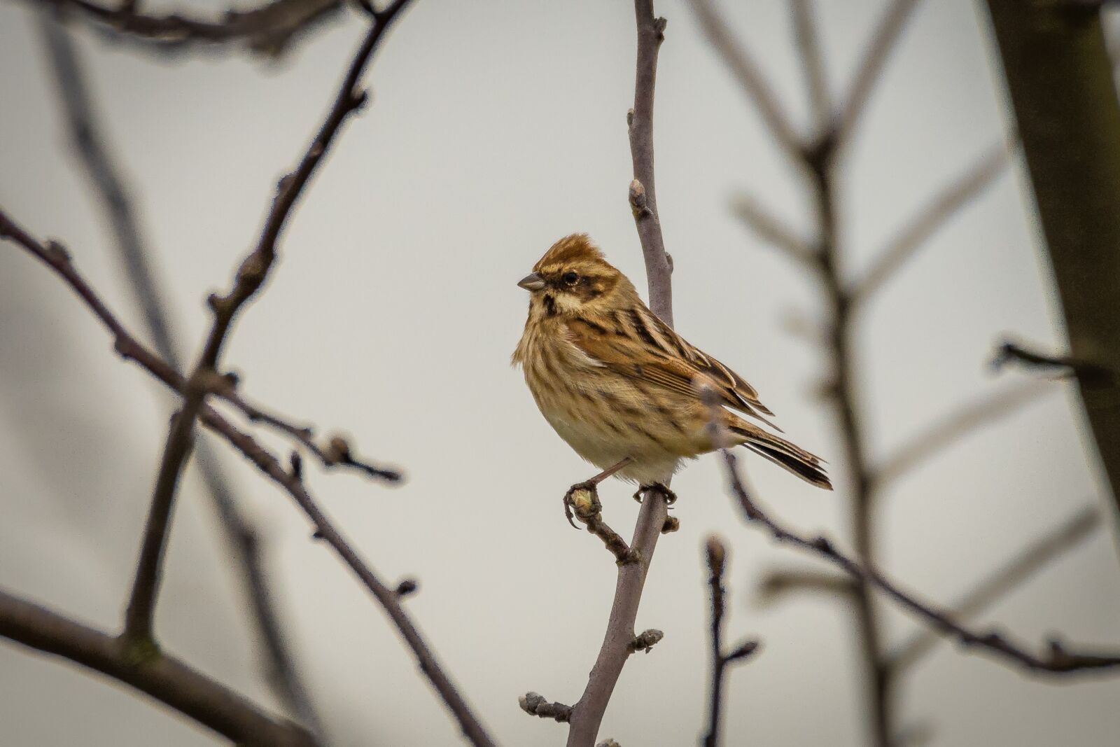 Nikon D7200 sample photo. Dunnock, songbird, bird photography