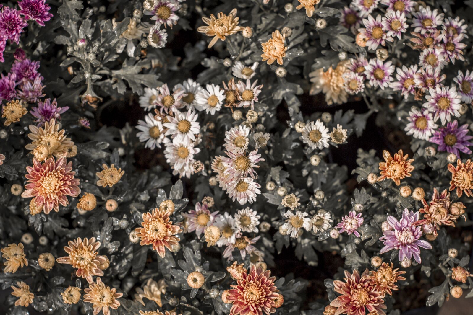 YN50mm f/1.8 II sample photo. Flower, spring, bloom photography