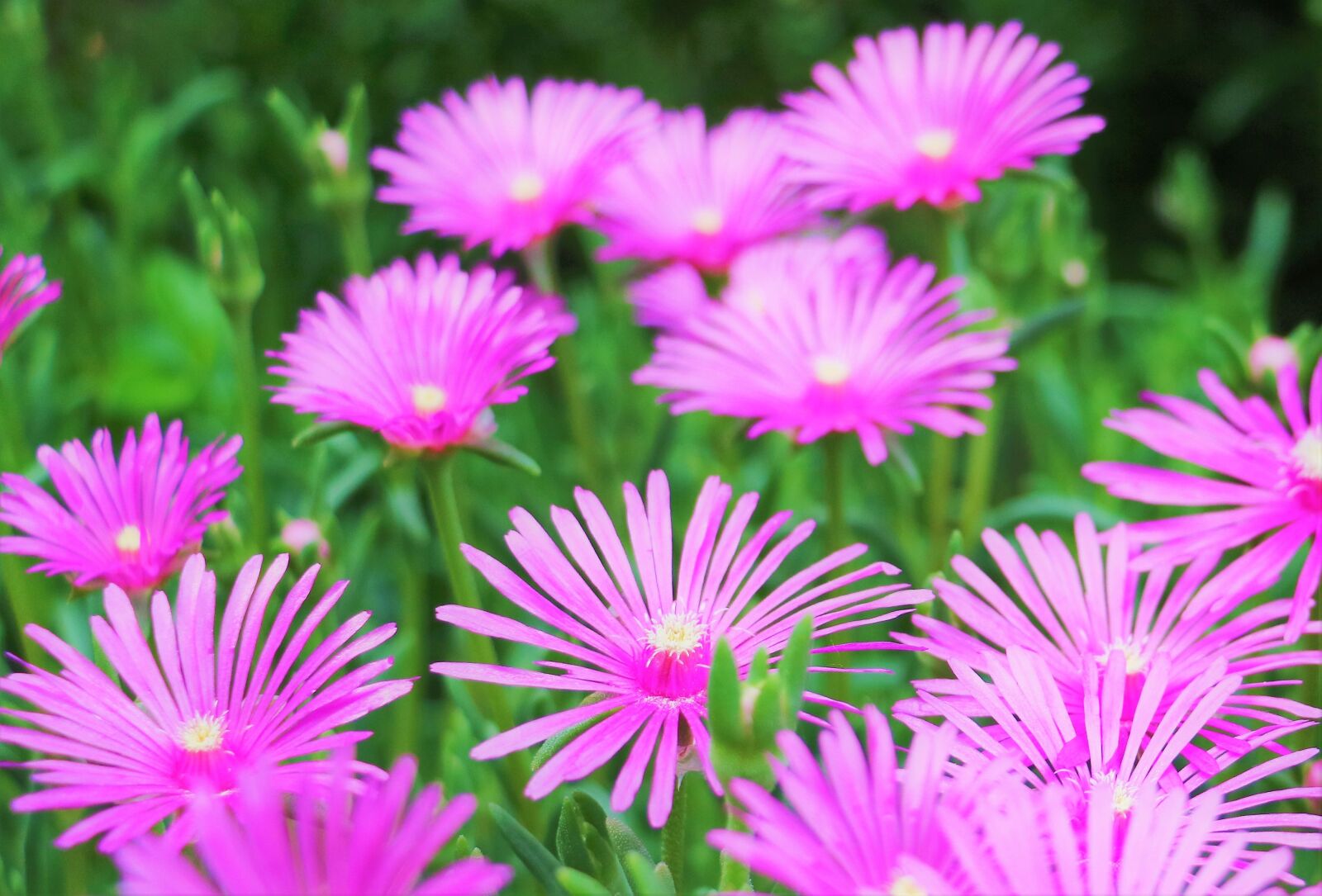 Canon EOS 750D (EOS Rebel T6i / EOS Kiss X8i) sample photo. Nature, flower, nectar photography
