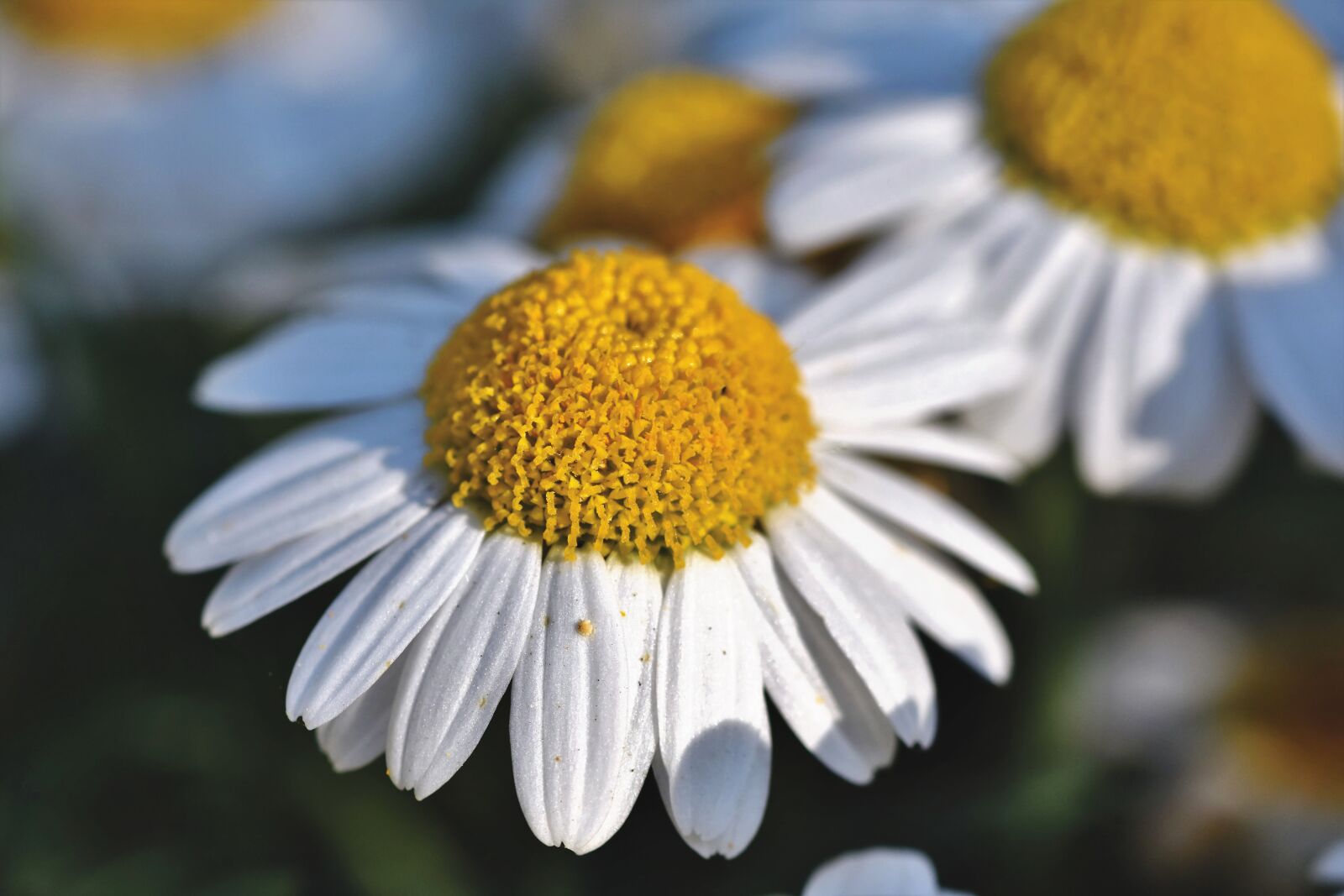 Nikon D7200 sample photo. Margarite, flower, blossom photography