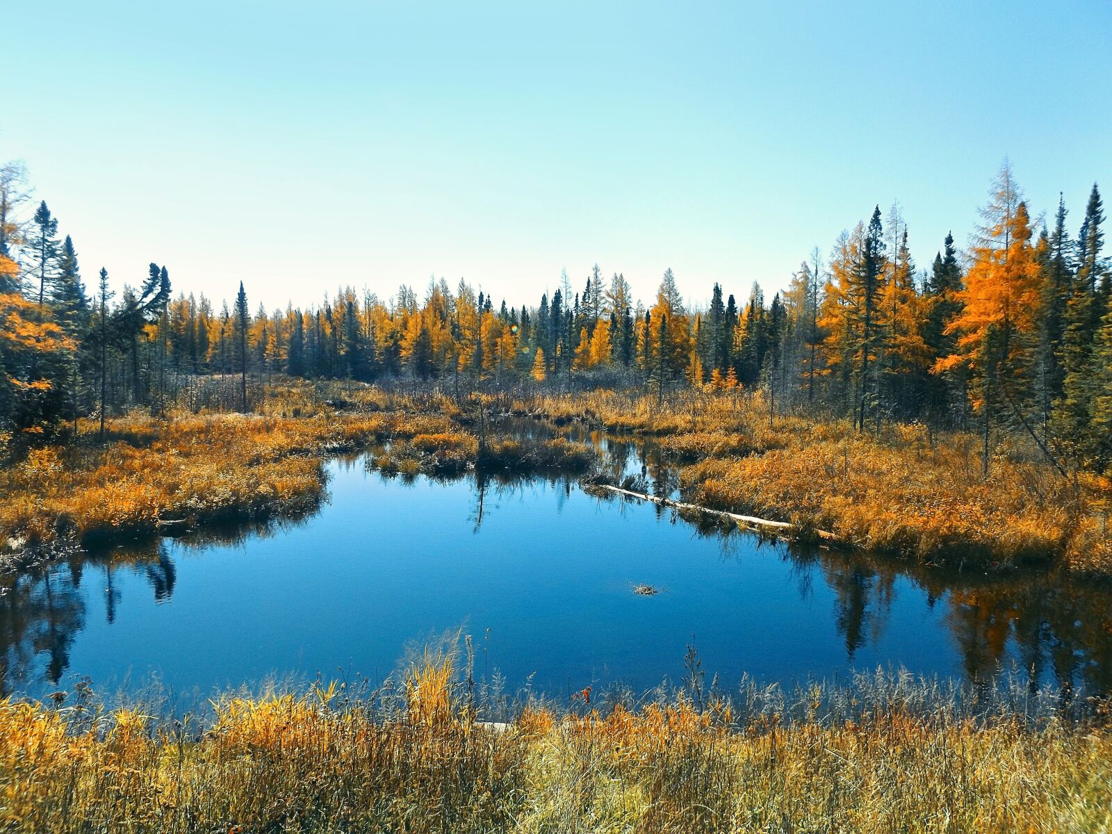 Fujifilm FinePix S8600 sample photo. Autumn, bog, nature photography