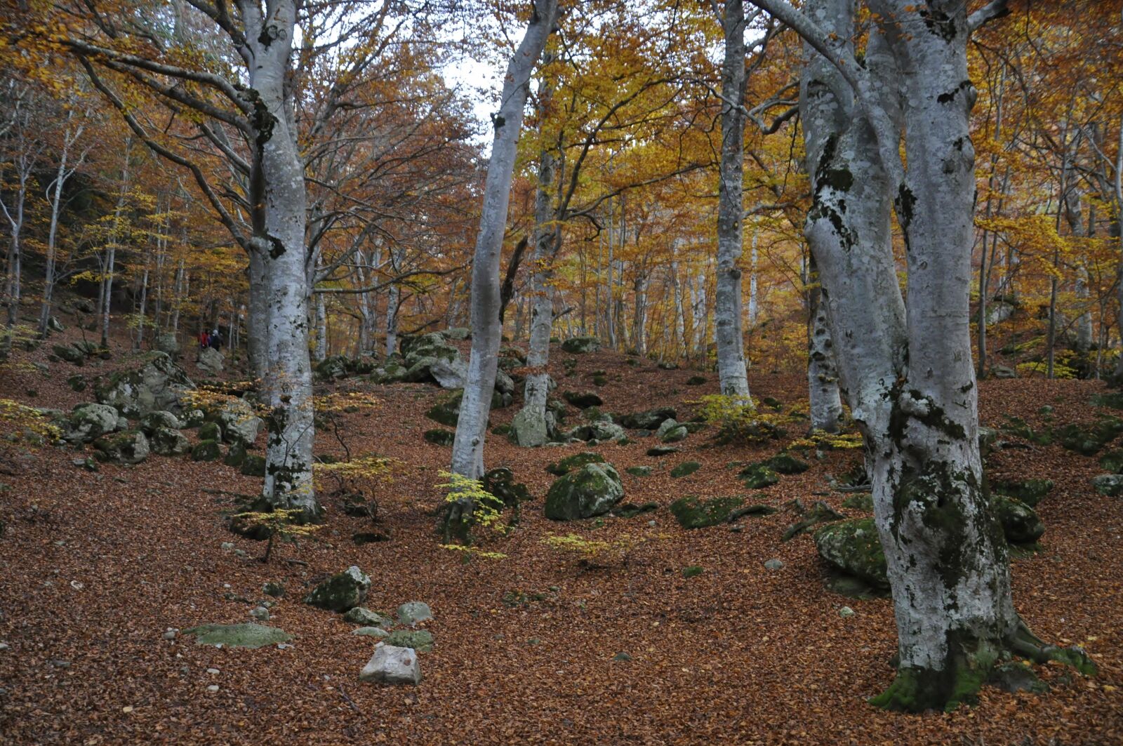 Nikon D5000 sample photo. Autumn, forest, evening photography