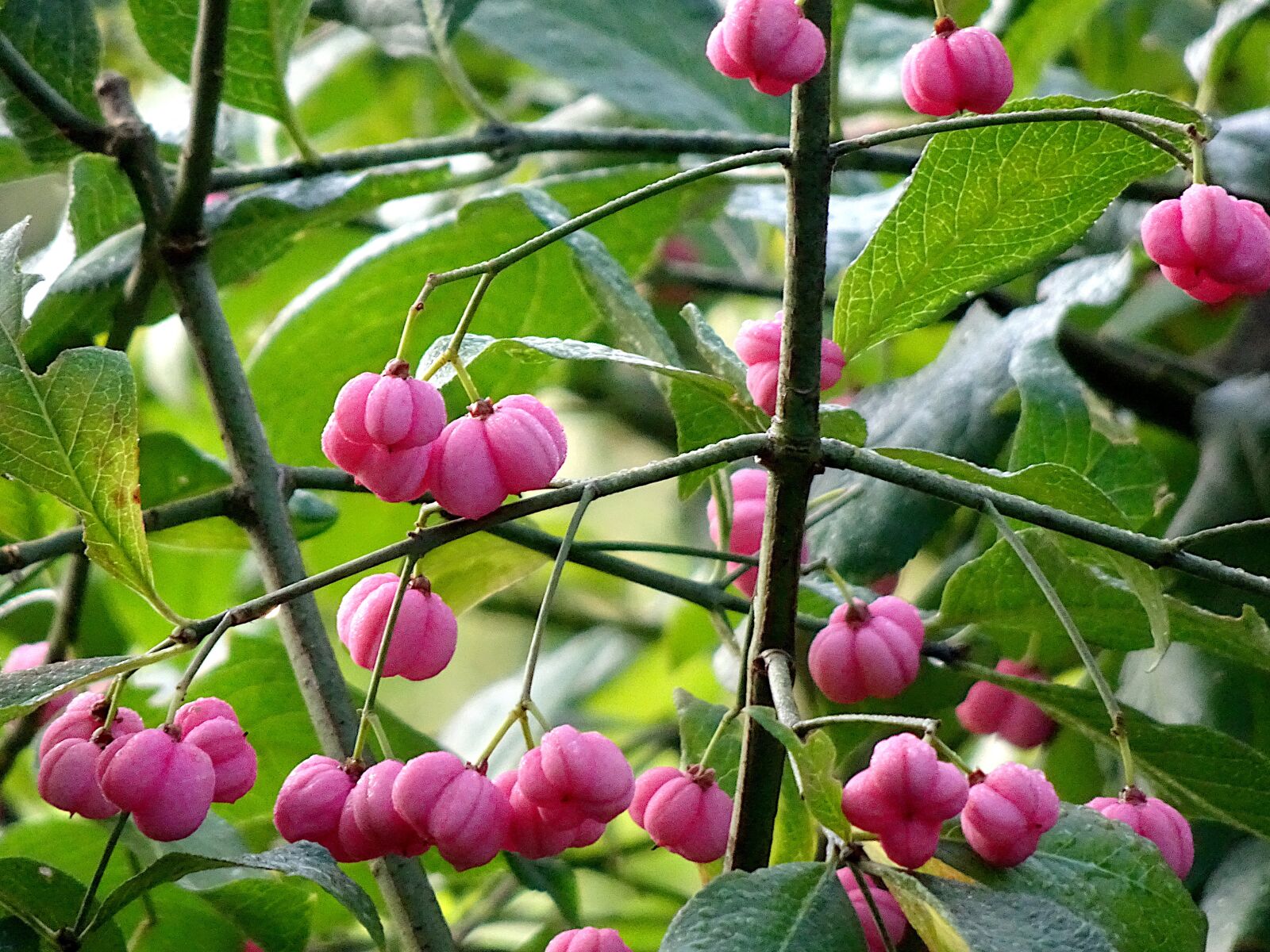 Sony Cyber-shot DSC-HX90V sample photo. Fruit, color pink, plants photography