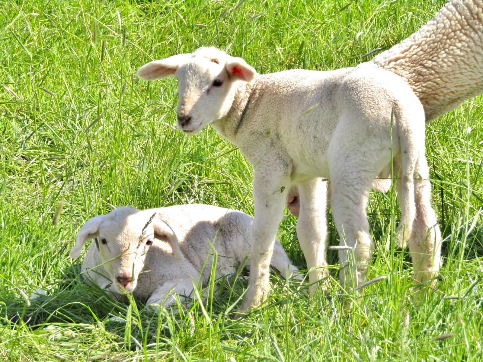Canon POWERSHOT SX432 IS sample photo. Sheep, merino sheep, lambs photography
