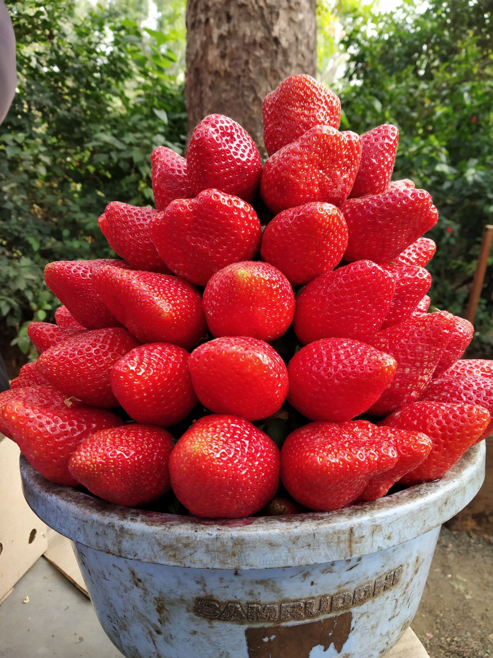 Xiaomi Redmi Note 5 Pro sample photo. Strawberry, fruit, mahabaleshwar photography