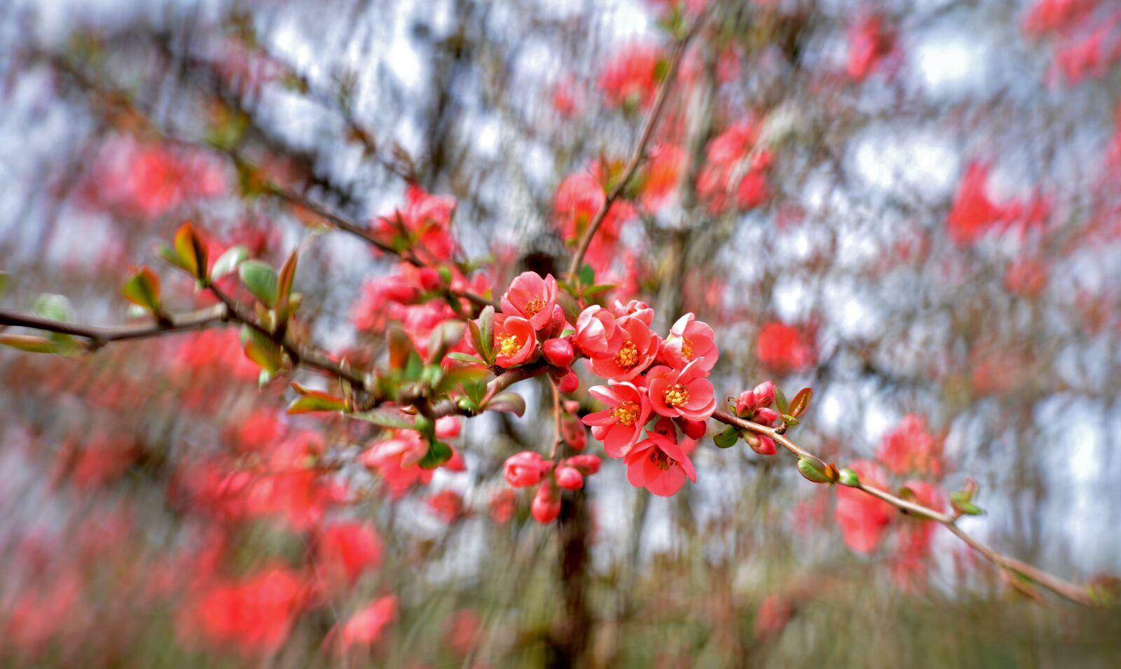 Nikon D600 sample photo. Blossom, apple blossom, pink photography
