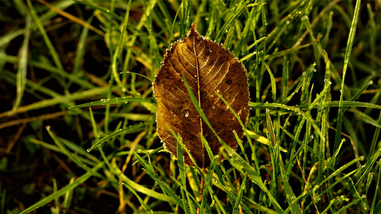 Sony FE 50mm F1.8 sample photo. Background, autumn, leaf photography