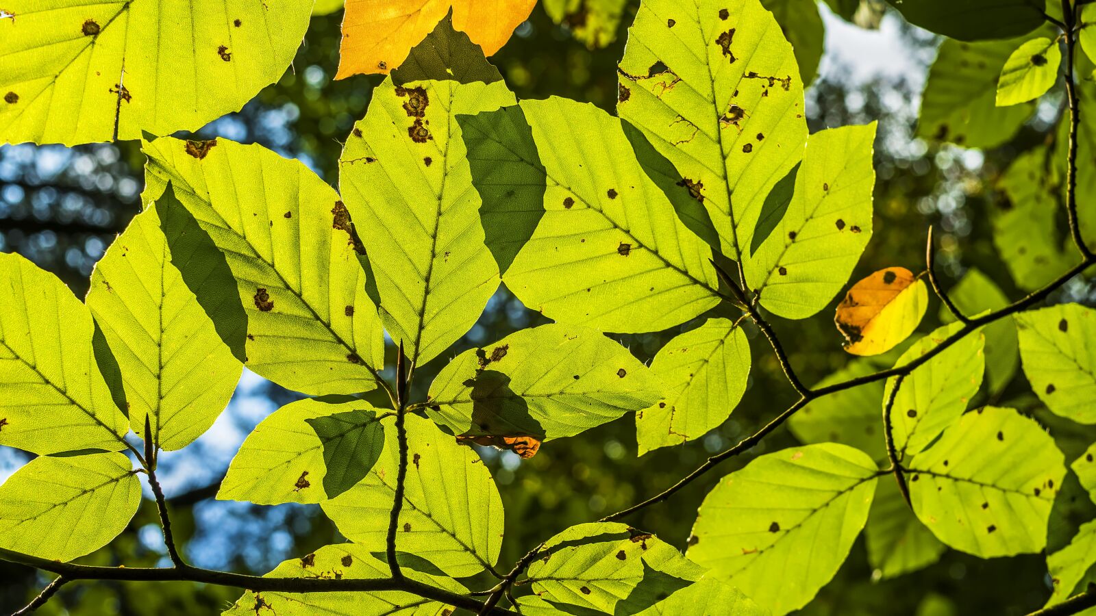 Sony a6300 + Sigma 30mm F2.8 EX DN sample photo. Beech leaves, leaf structures photography