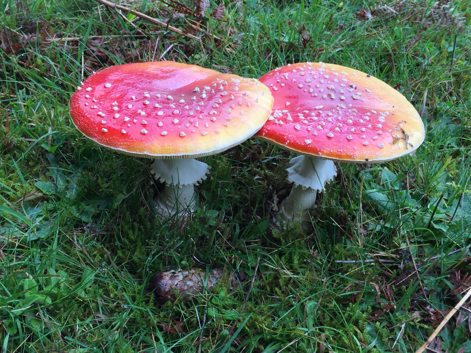 iPhone 6 back camera 4.15mm f/2.2 sample photo. Fly agaric, mushroom, toxic photography