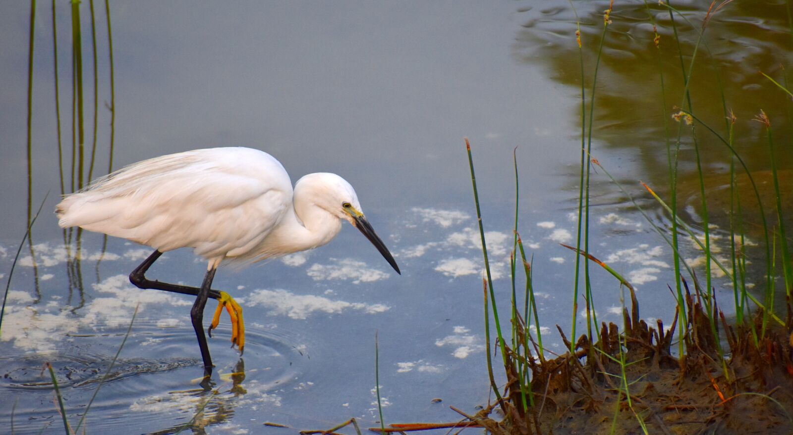 Nikon D5600 sample photo. White crane, fishing, aquatic photography