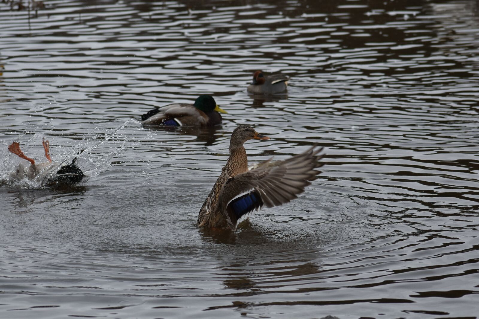 Nikon D7200 sample photo. Animal, lake, waterside photography