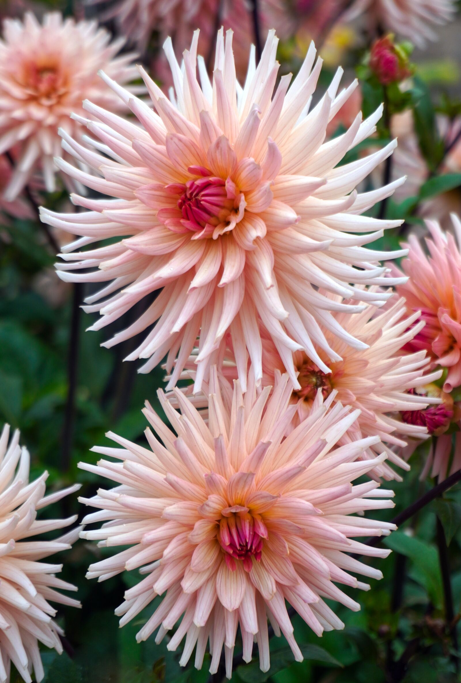 Sony a6400 sample photo. Dahlias, blossom, bloom photography