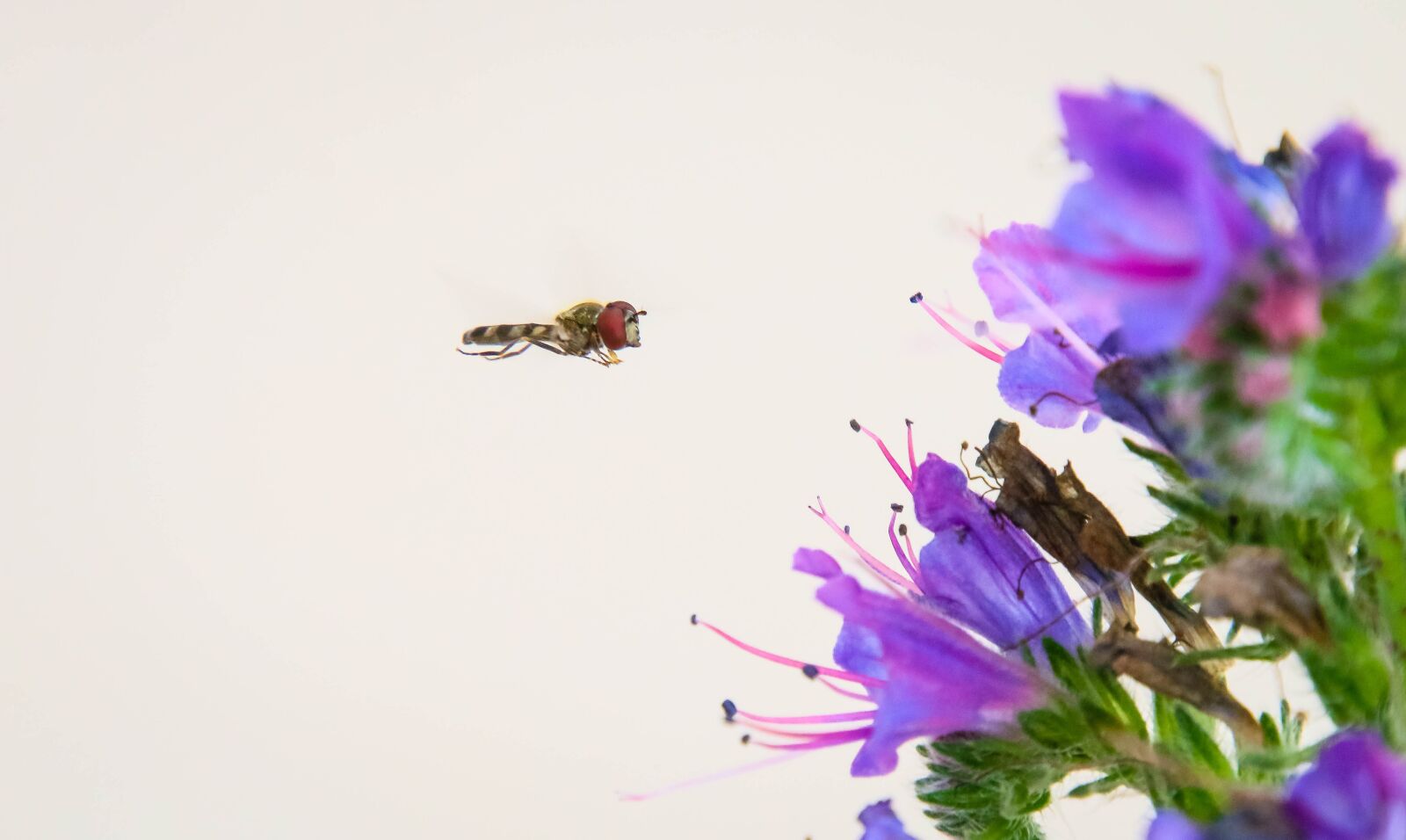 Canon EOS 70D sample photo. In-flight, insect, bee photography