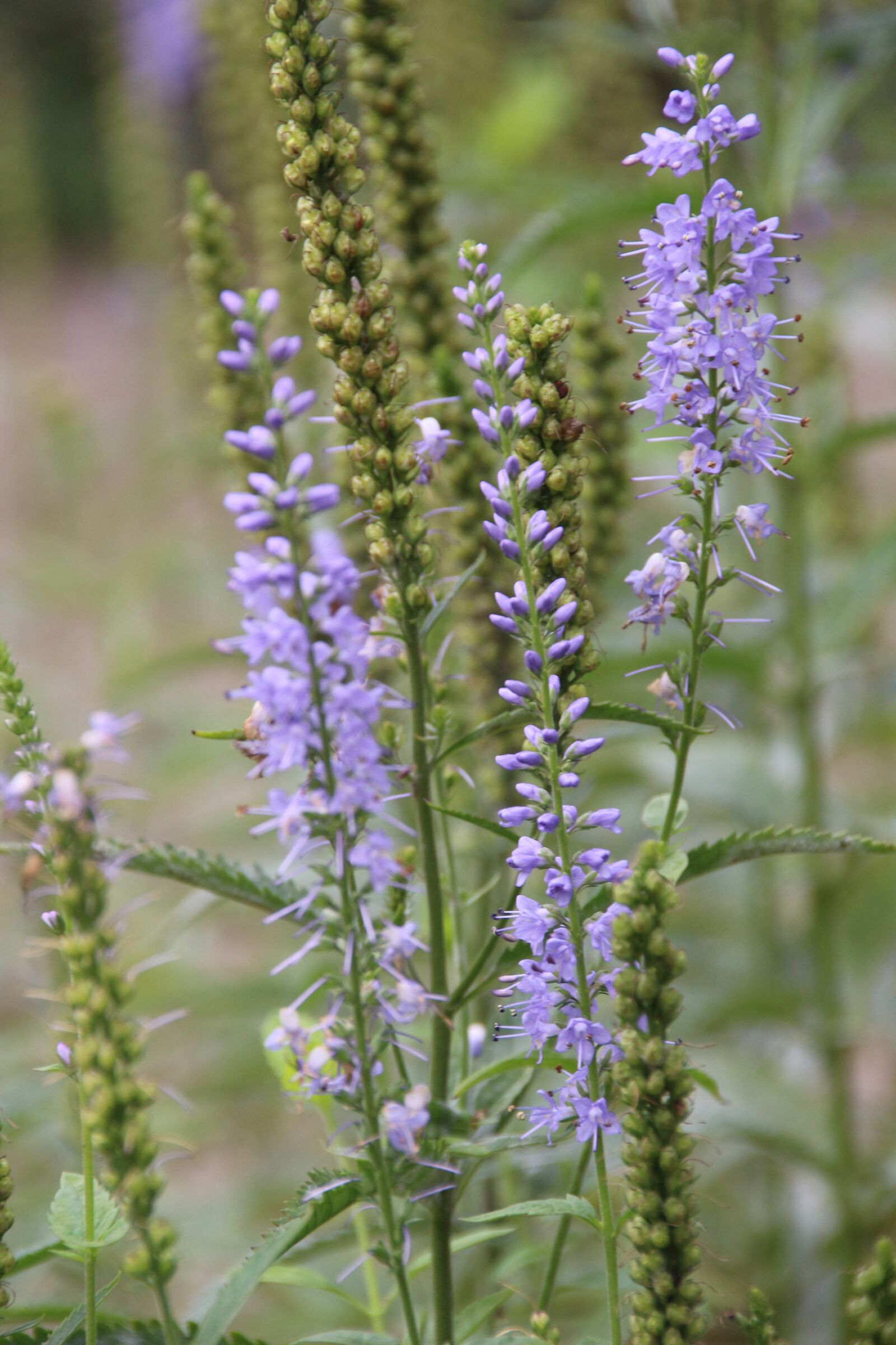 Canon EOS 700D (EOS Rebel T5i / EOS Kiss X7i) sample photo. Flowers, purple, violet photography