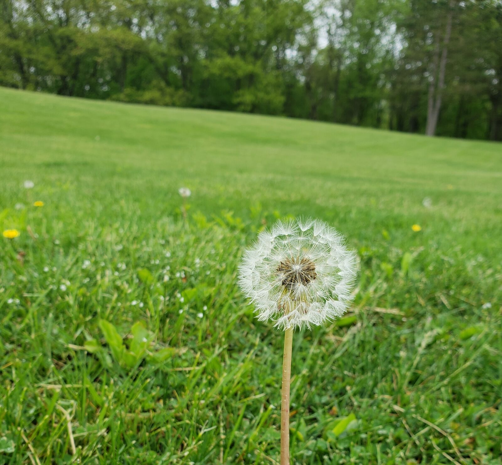 Samsung Galaxy S9 sample photo. Wish, dandelion, dew photography