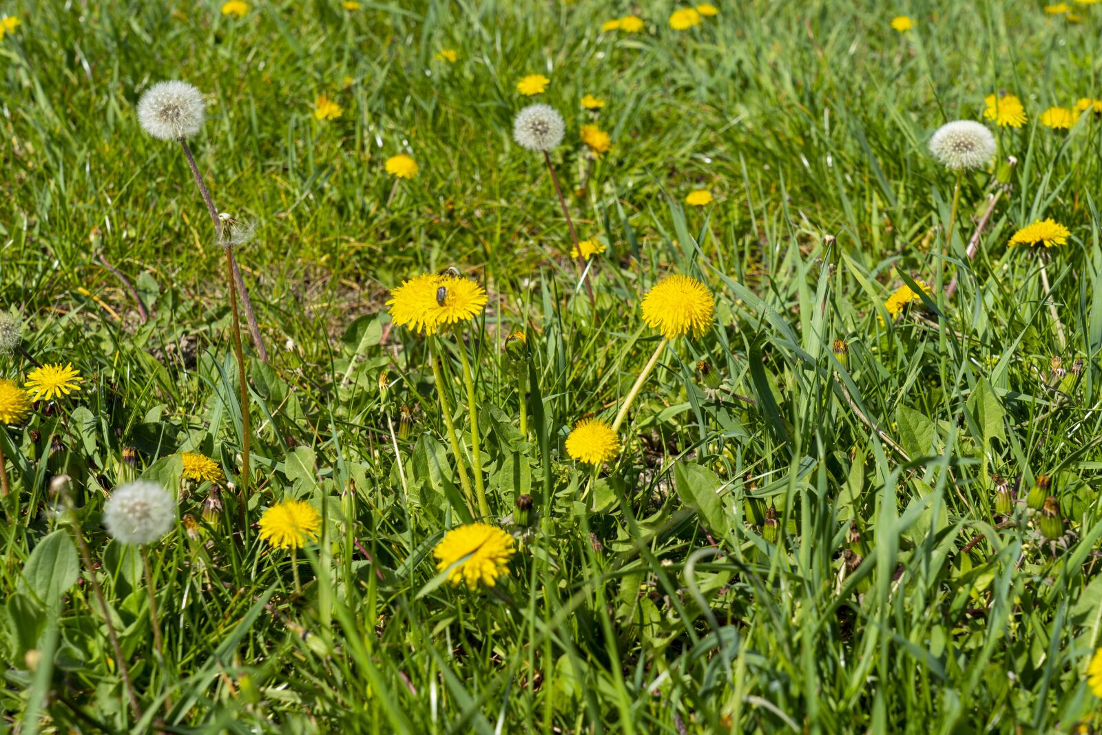 Sony a7 III sample photo. Dandelion, meadow, dandelions photography