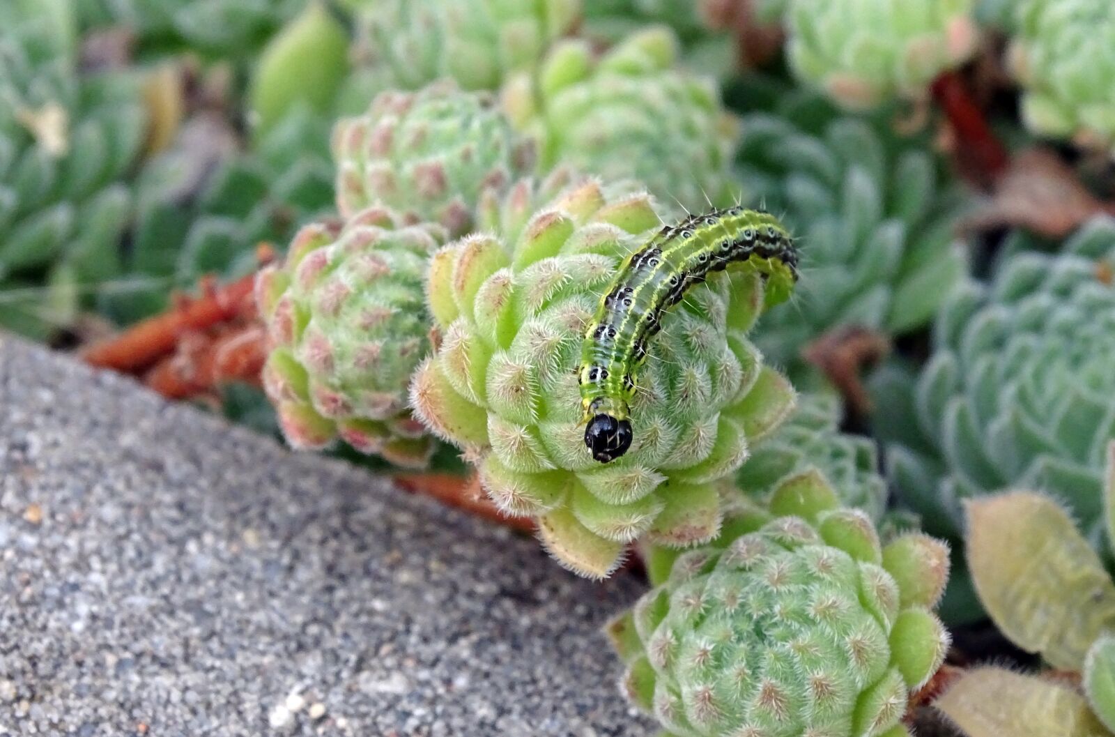 Sony Cyber-shot DSC-HX400V sample photo. Boxwood borer, caterpillar, pest photography