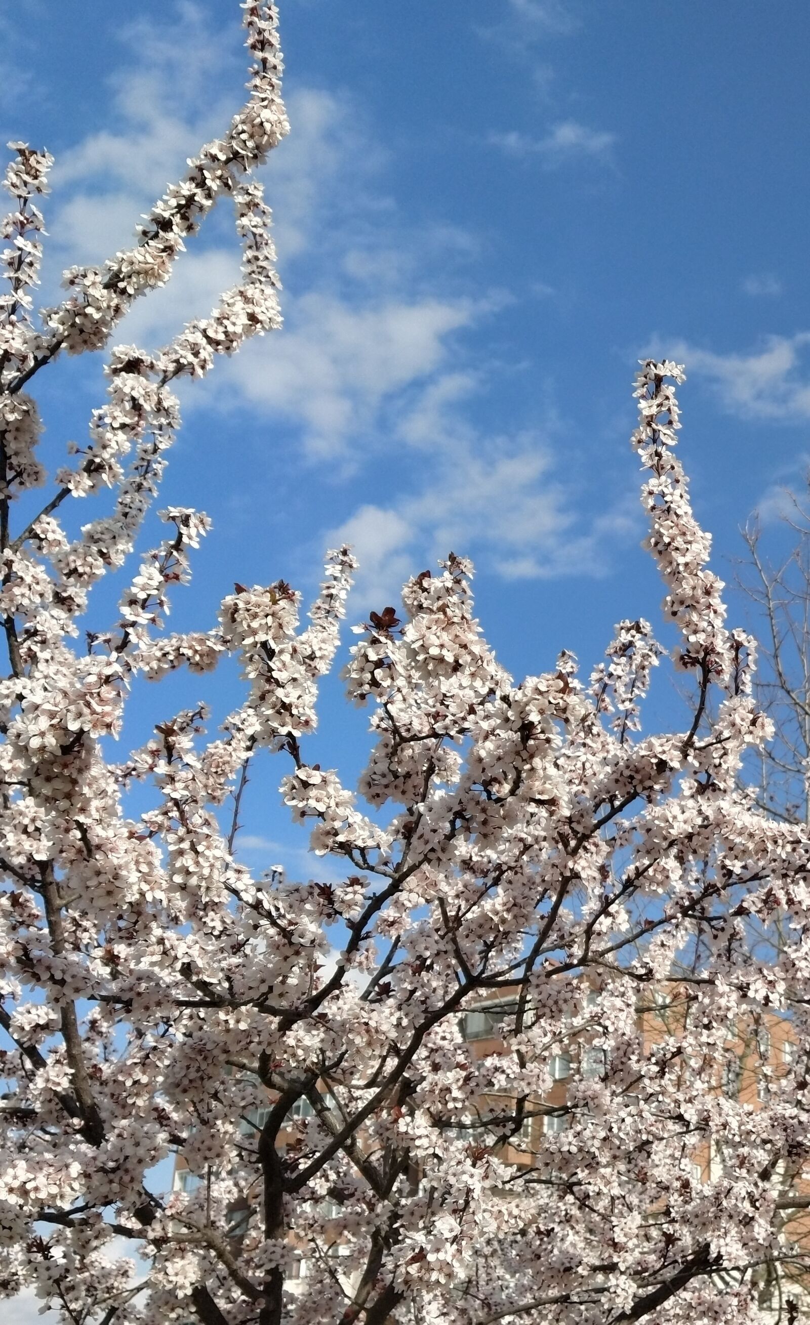 Xiaomi Mi A3 sample photo. Spring, blooming, nature photography