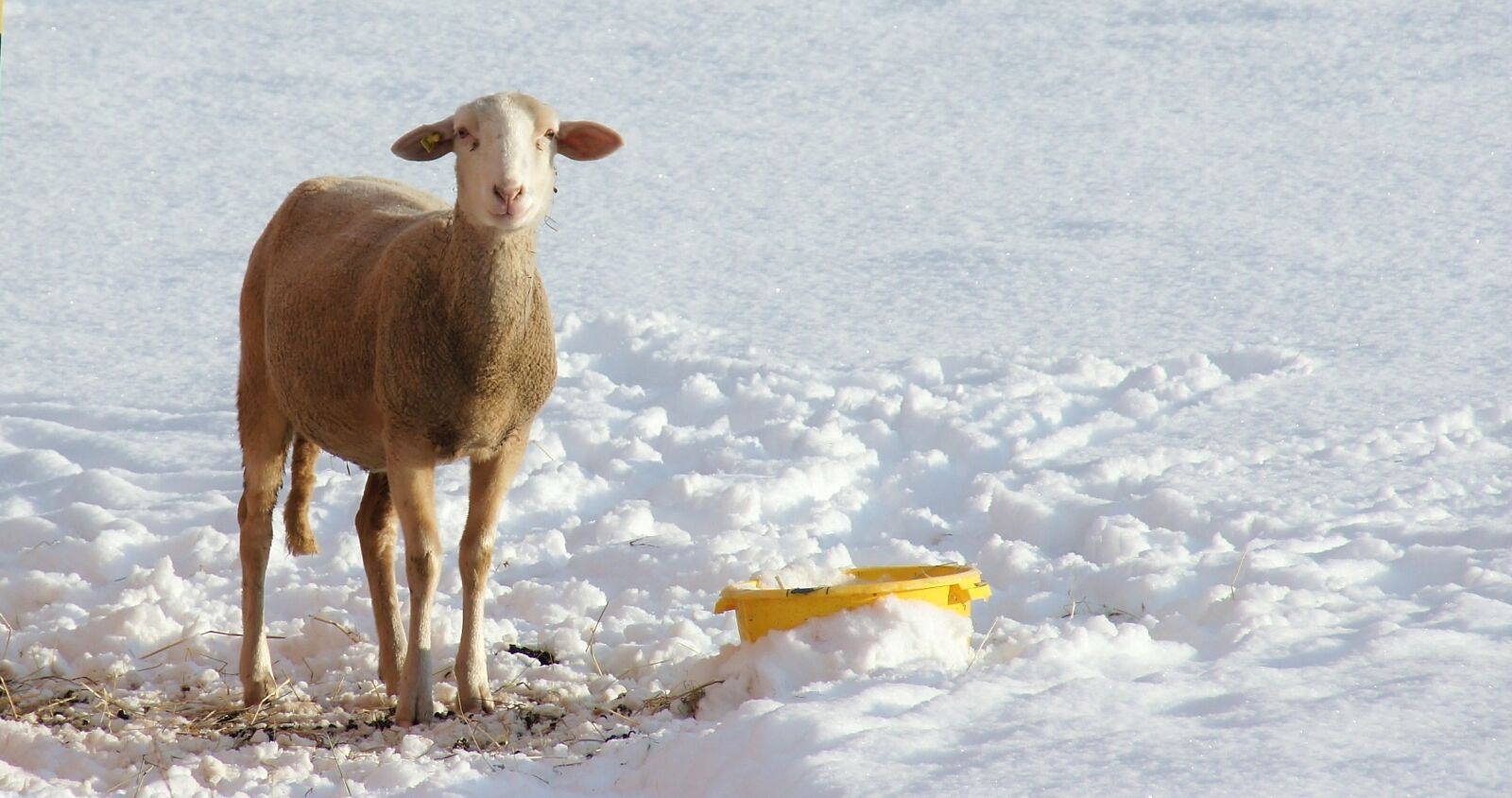 Sony Alpha DSLR-A550 sample photo. Sheep, snow, winter photography
