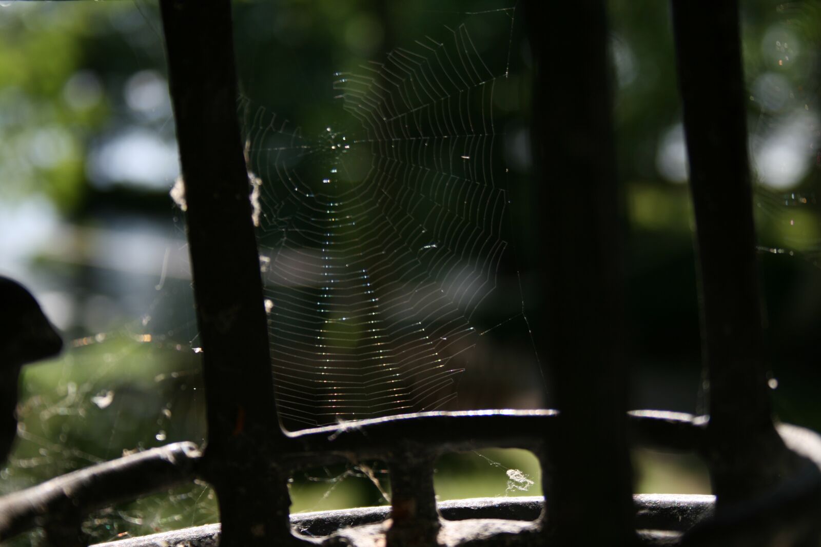 Canon EOS 400D (EOS Digital Rebel XTi / EOS Kiss Digital X) sample photo. Cobweb, spider, nature photography