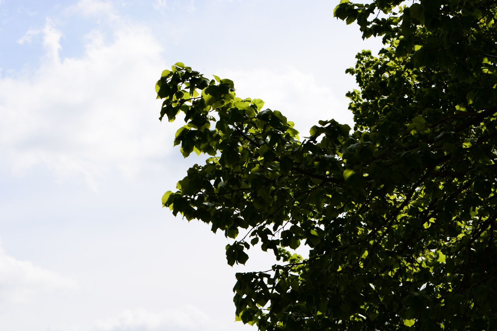 Nikon D5200 sample photo. Tree, leaves, light photography