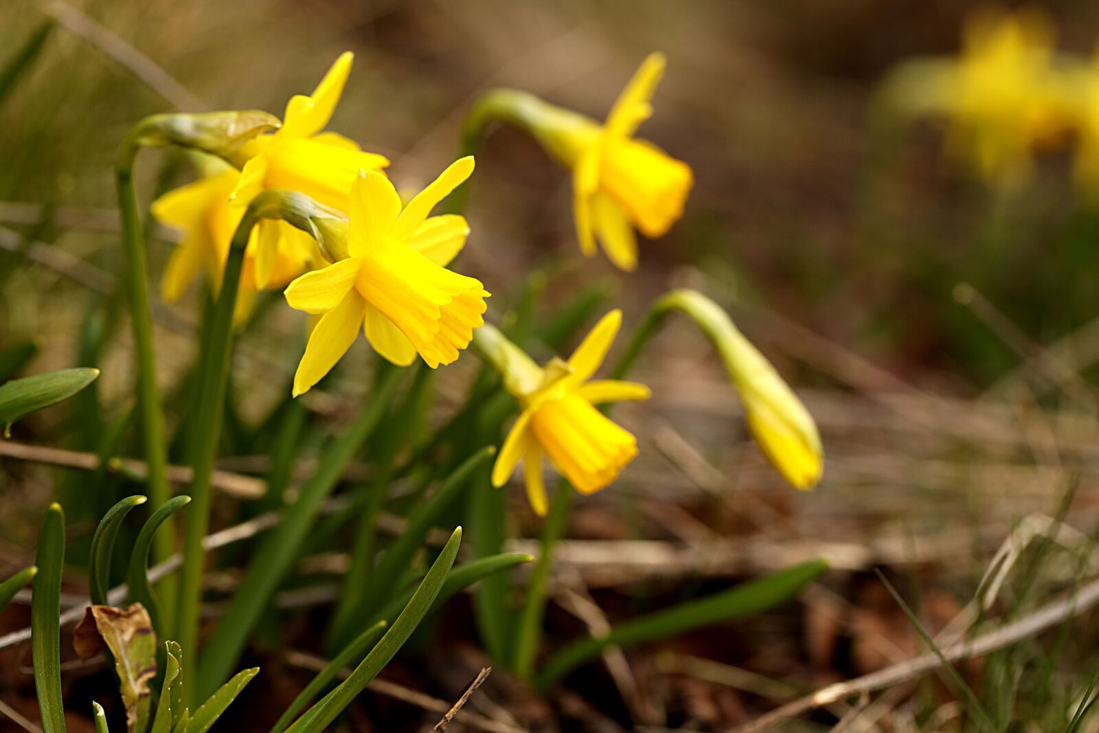 Canon EOS R sample photo. Daffodils, easter, spring photography