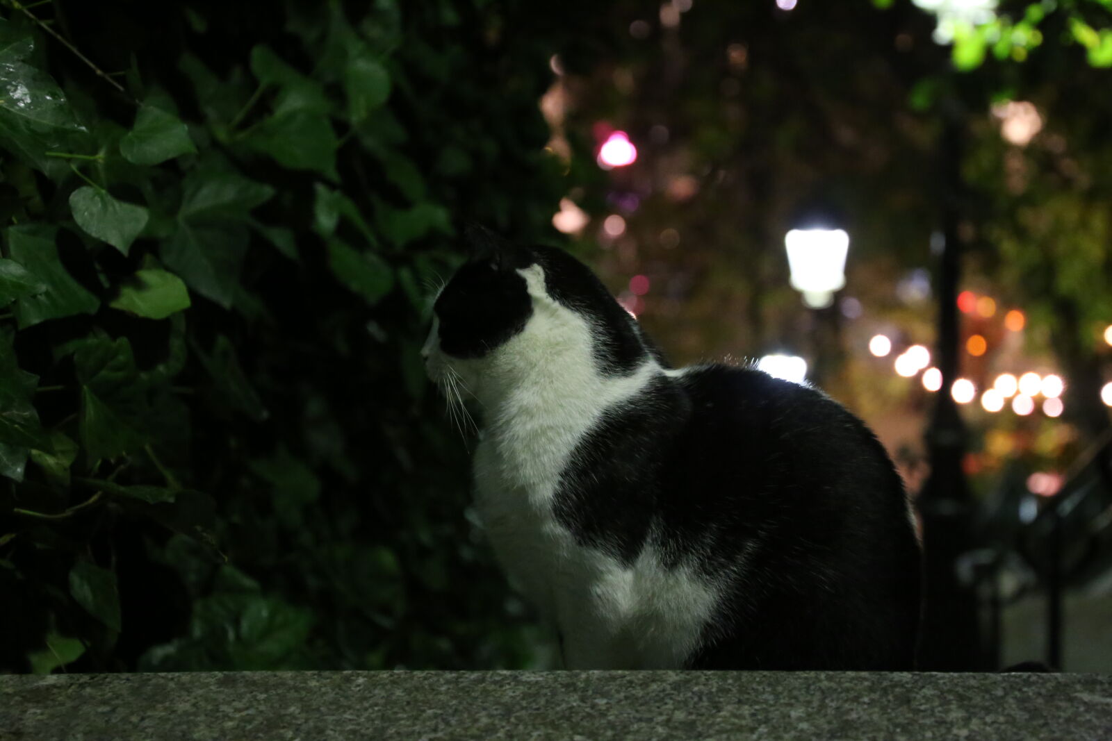 Canon EOS 6D + Canon EF 24-105mm F3.5-5.6 IS STM sample photo. Black, cat, profile, side photography