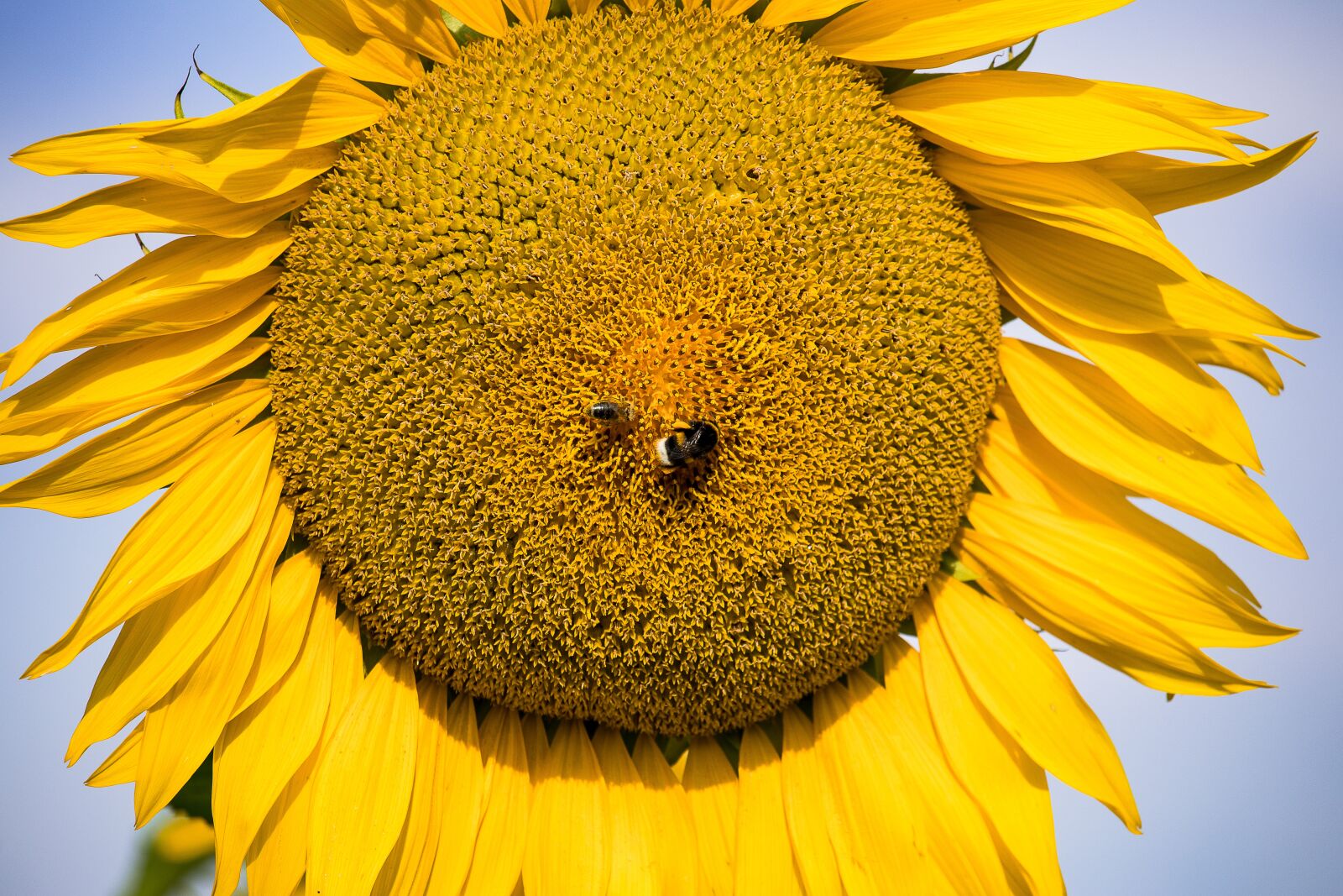 Canon EF-S 55-250mm F4-5.6 IS STM sample photo. Sunflower, plant, blossom photography