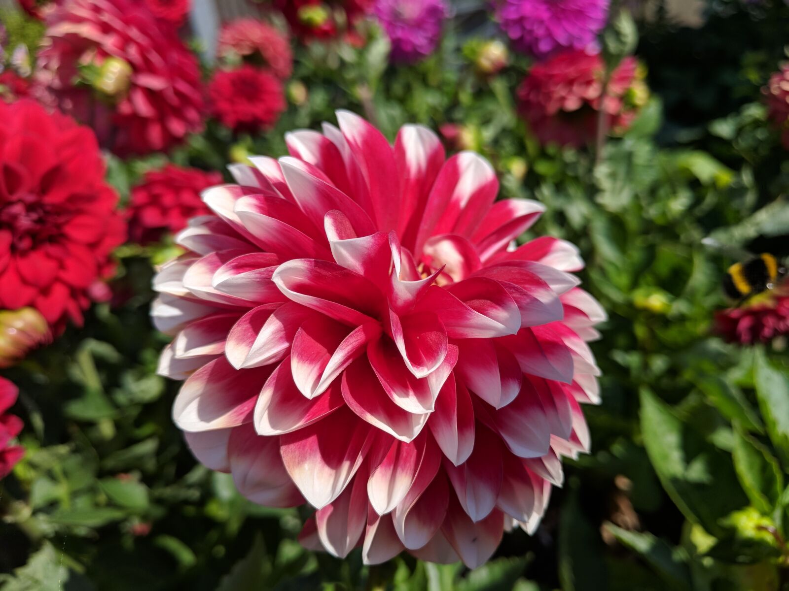 Google Pixel sample photo. Dahlia, flower, blossom photography