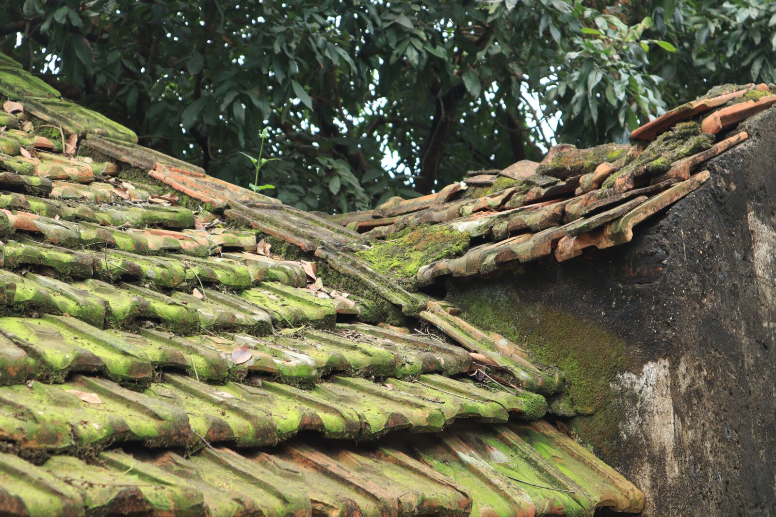 Canon EOS M50 (EOS Kiss M) sample photo. Roof, tile, tree photography