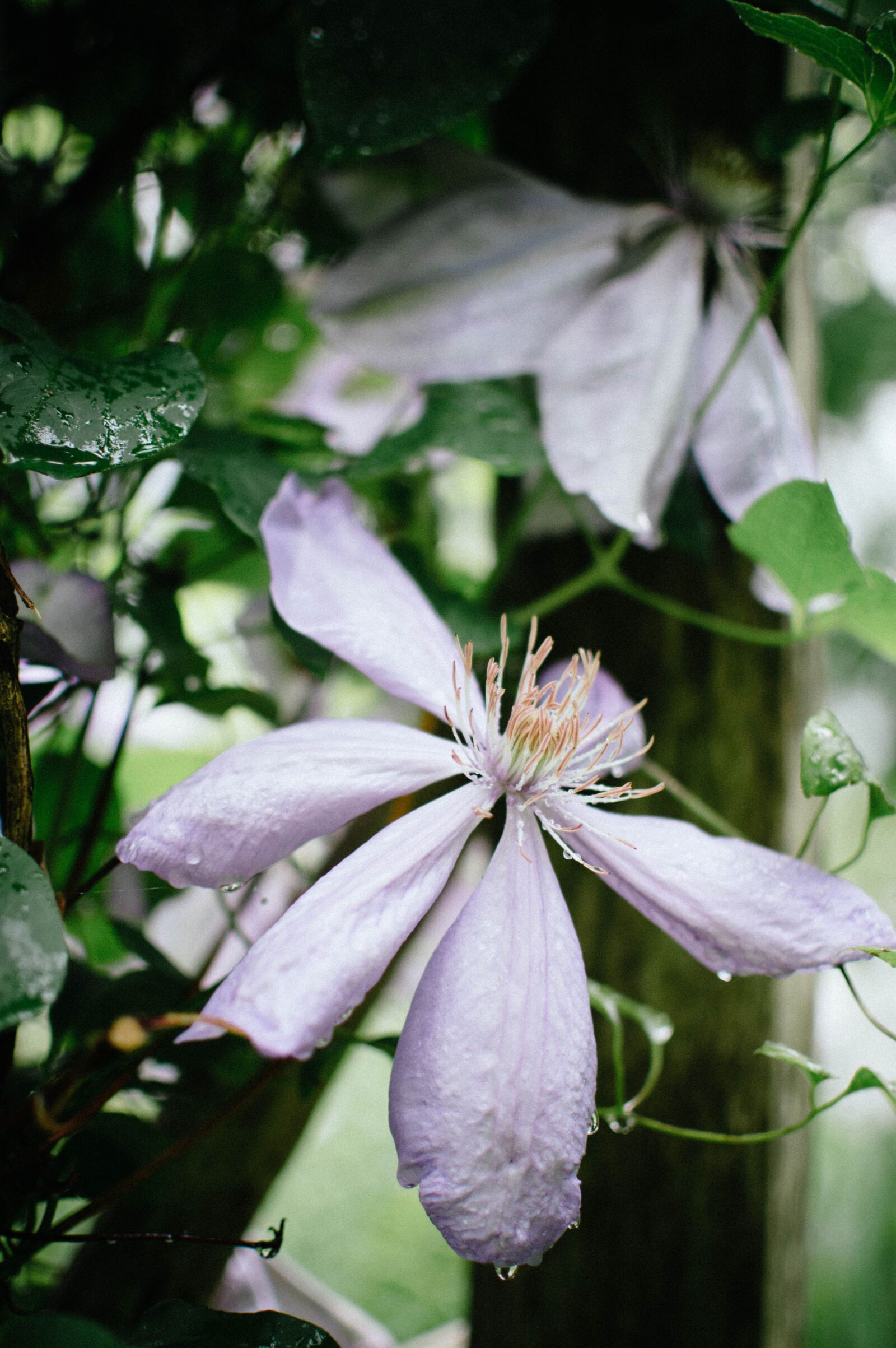 Nikon D3200 sample photo. Beautiful, blooming, bright photography