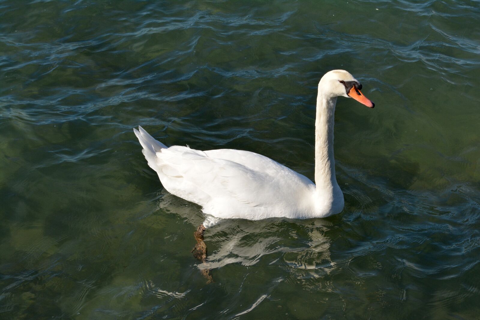 Nikon D5200 sample photo. Swan, white, water photography