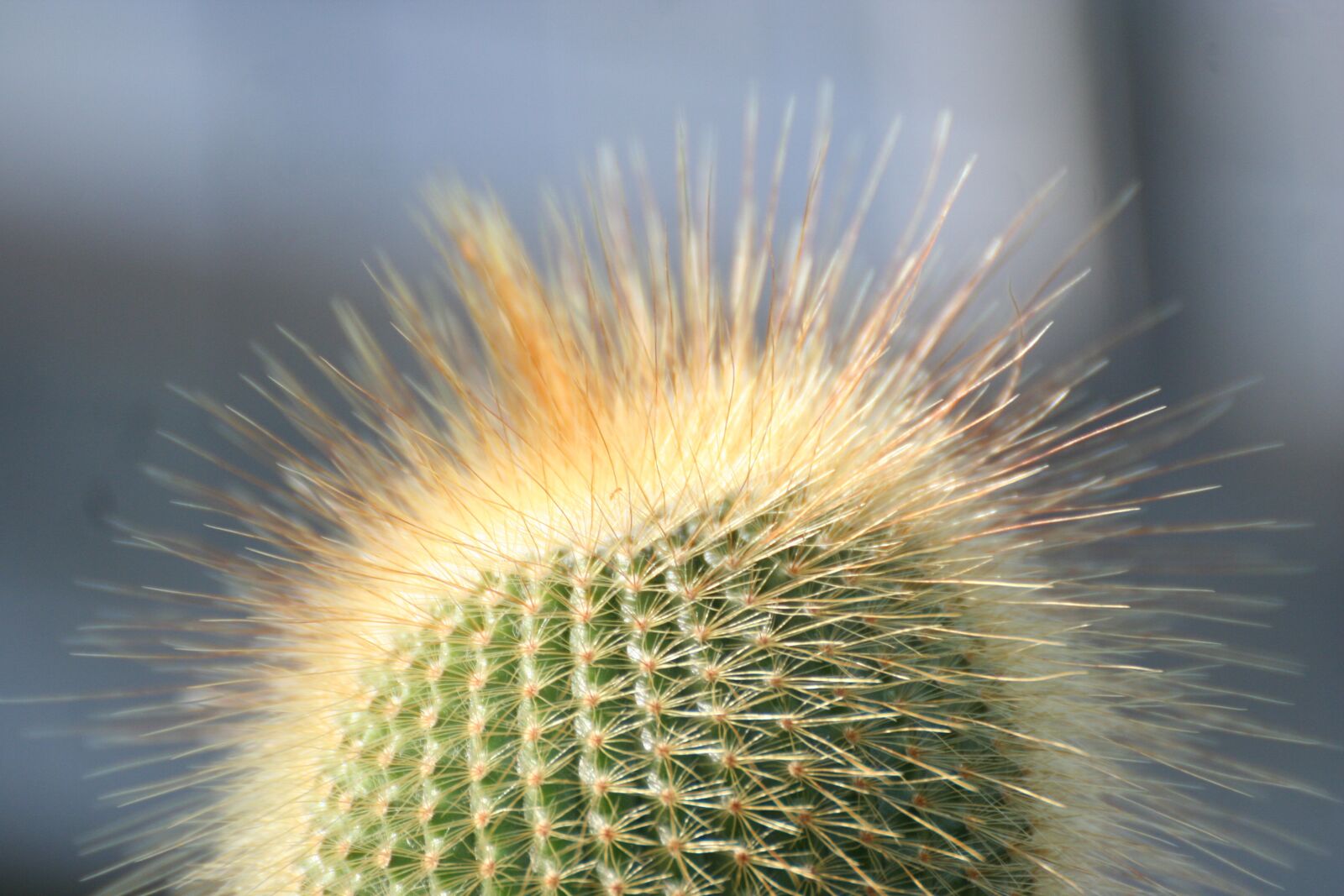 Canon EOS 350D (EOS Digital Rebel XT / EOS Kiss Digital N) sample photo. Cactus, succulent, nature photography