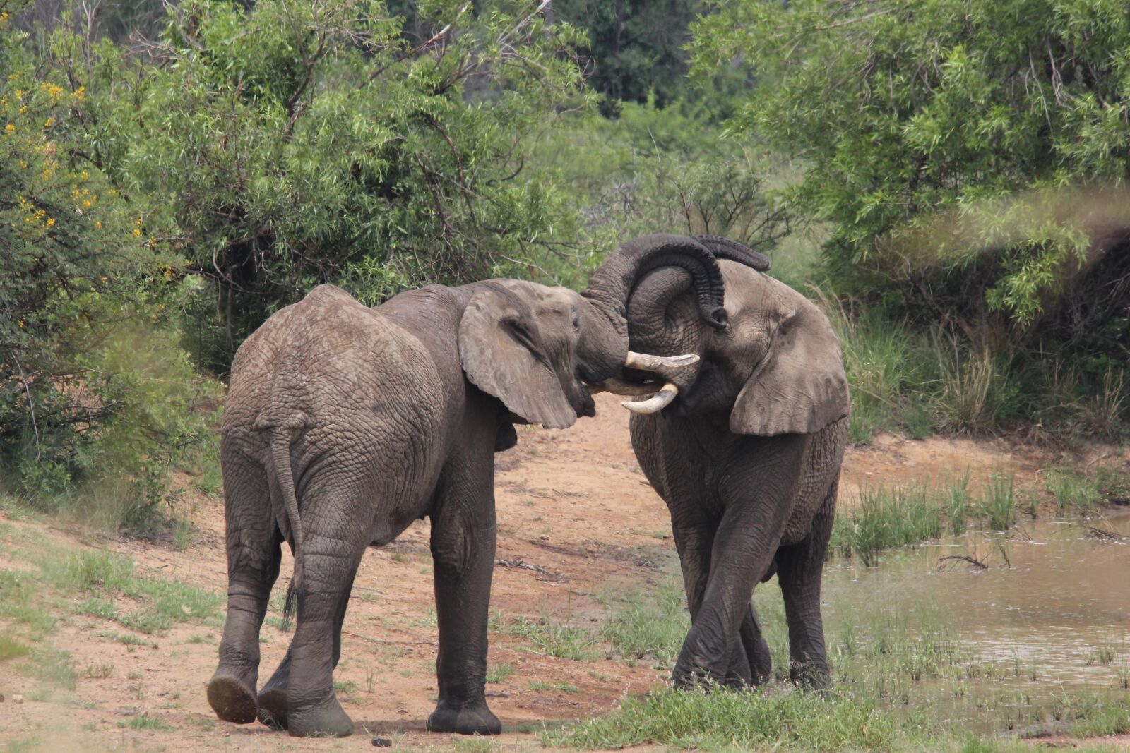Canon EOS 60D sample photo. African, elephants, mating photography