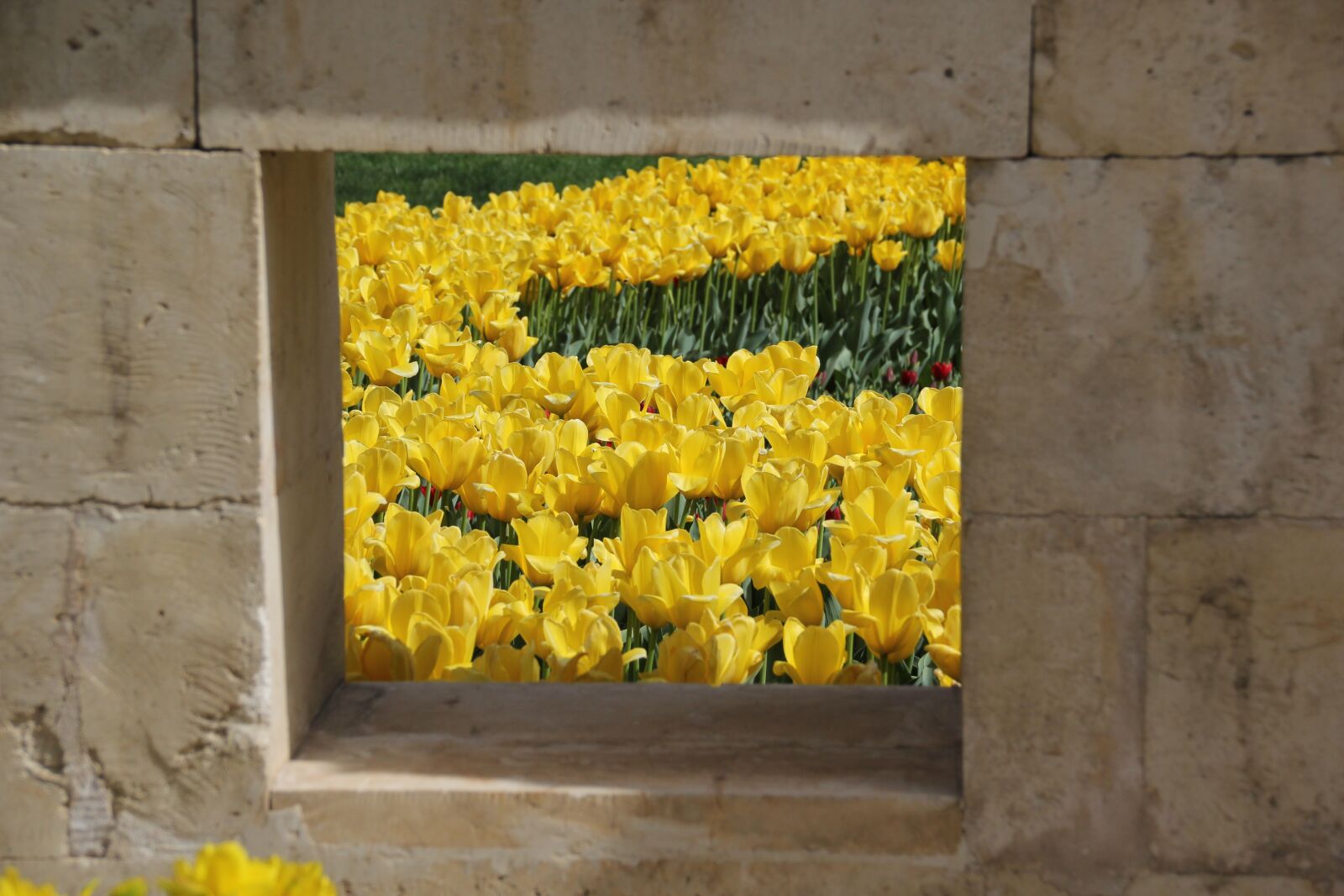 Canon EOS 60D sample photo. Yellow, tulips, flower photography