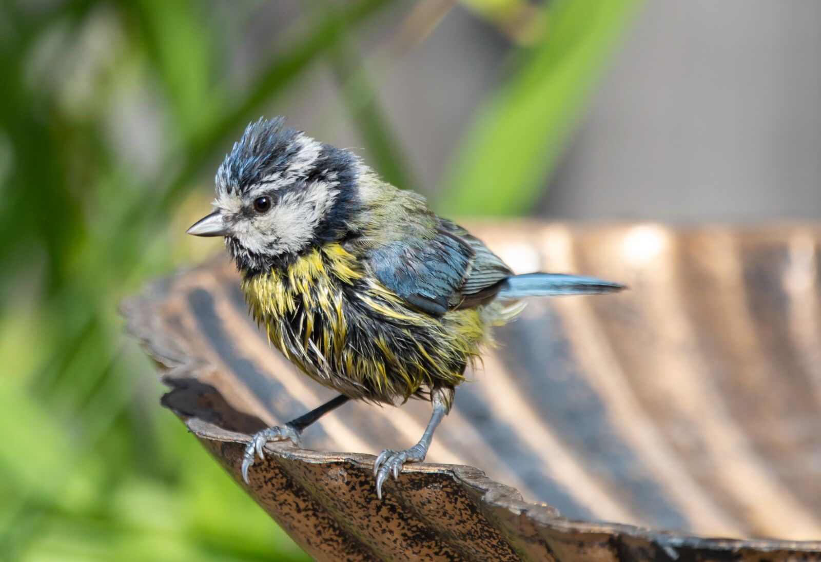 150-600mm F5-6.3 DG OS HSM | Contemporary 015 sample photo. Blue tit, tit, small photography