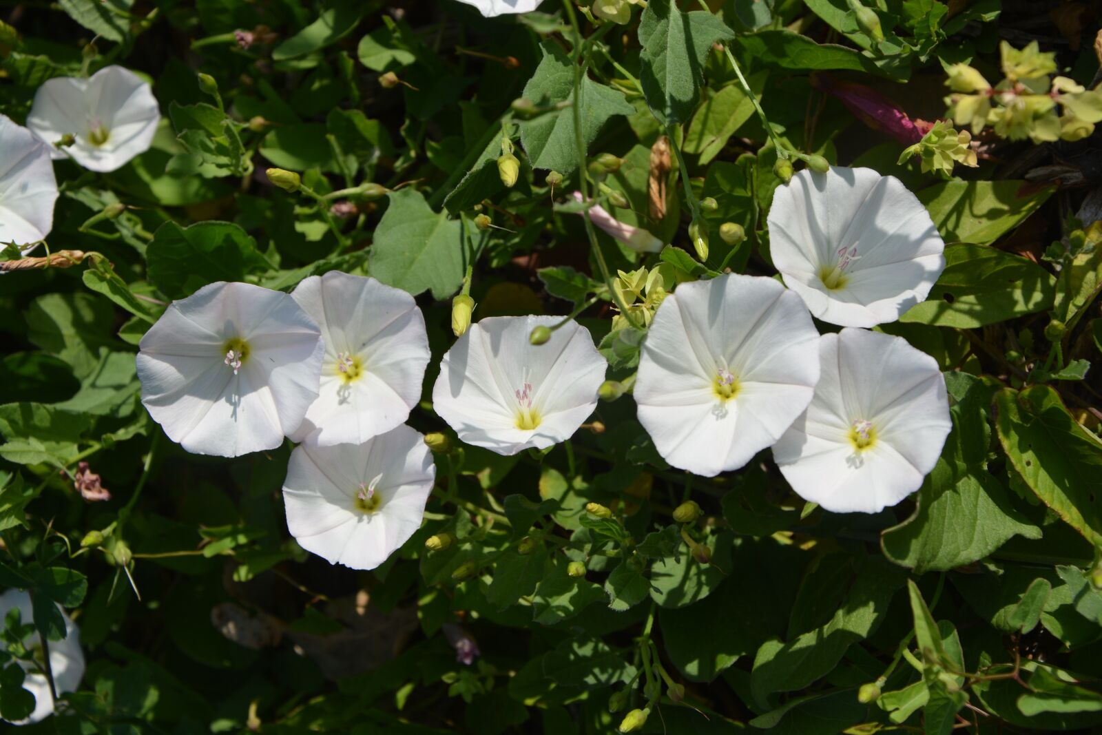 Nikon D5200 sample photo. Flowers of bindweed, white photography