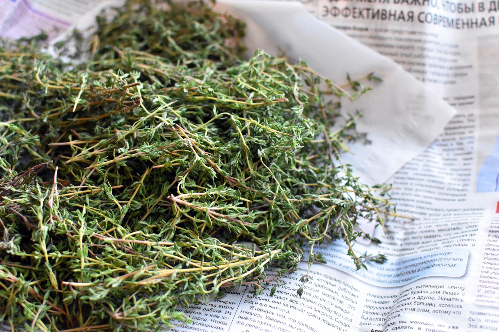 Nikon D3400 sample photo. Thyme, spice, plant photography