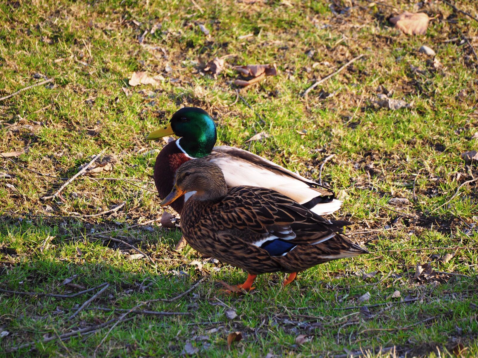 Olympus OM-D E-M10 II + LUMIX G VARIO 45-150/F4.0-5.6 sample photo. Nature, ducks, water bird photography