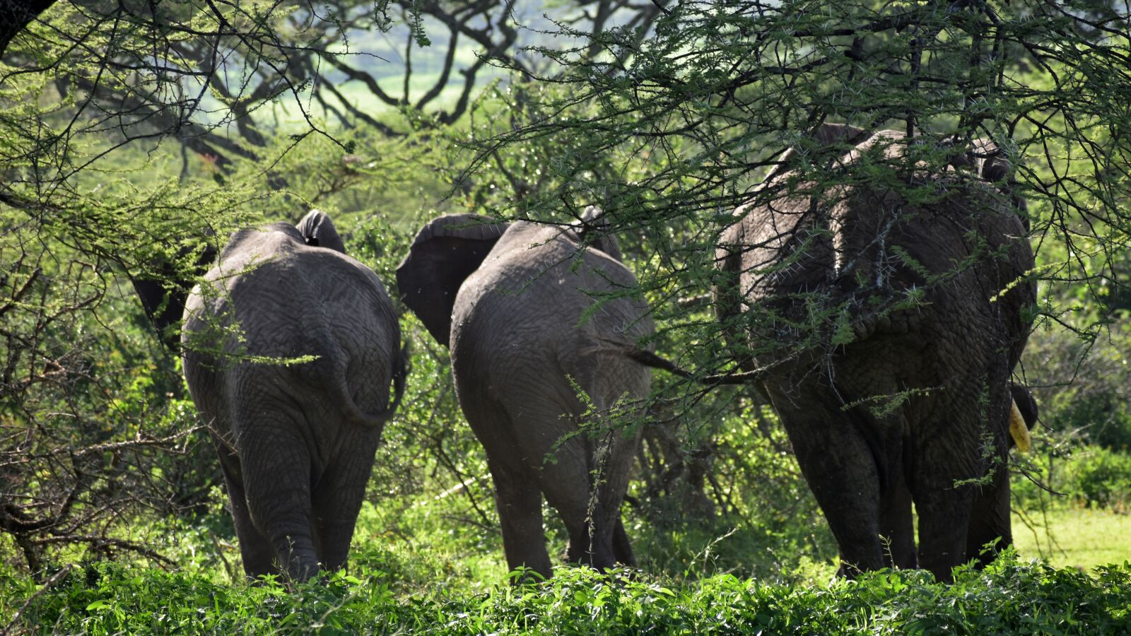 Nikon D7200 sample photo. Tanzania, africa, animals photography