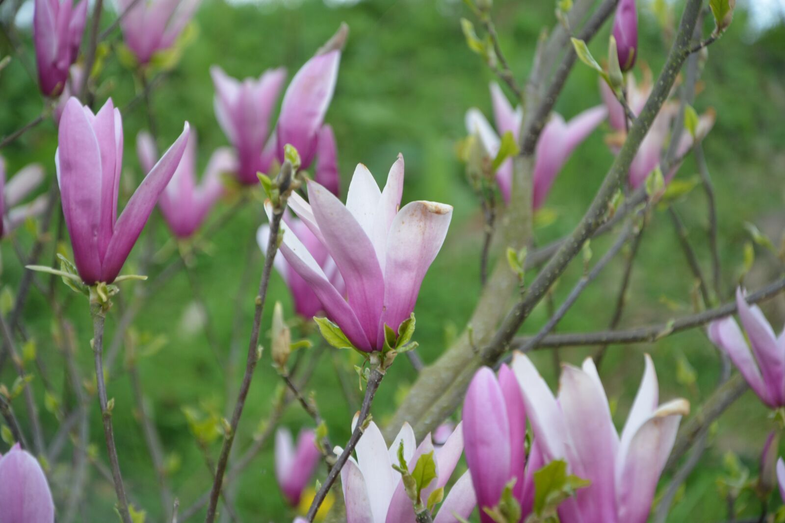Nikon D5200 sample photo. Flower, flowers magnolia, color photography