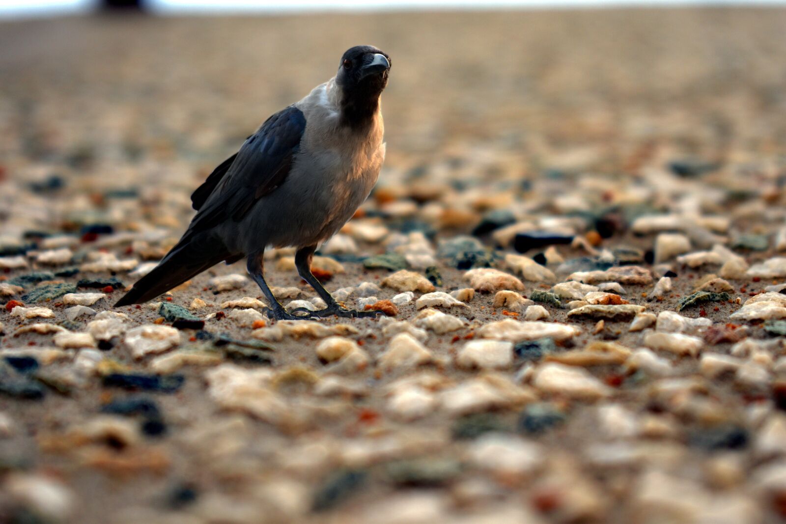 Nikon D5600 sample photo. Crow, on rocky surface photography