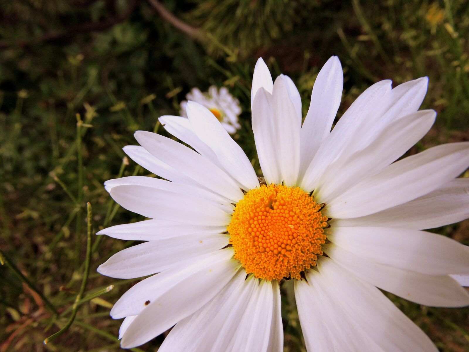 Nikon Coolpix P600 sample photo. Margaret, flower, beauty photography