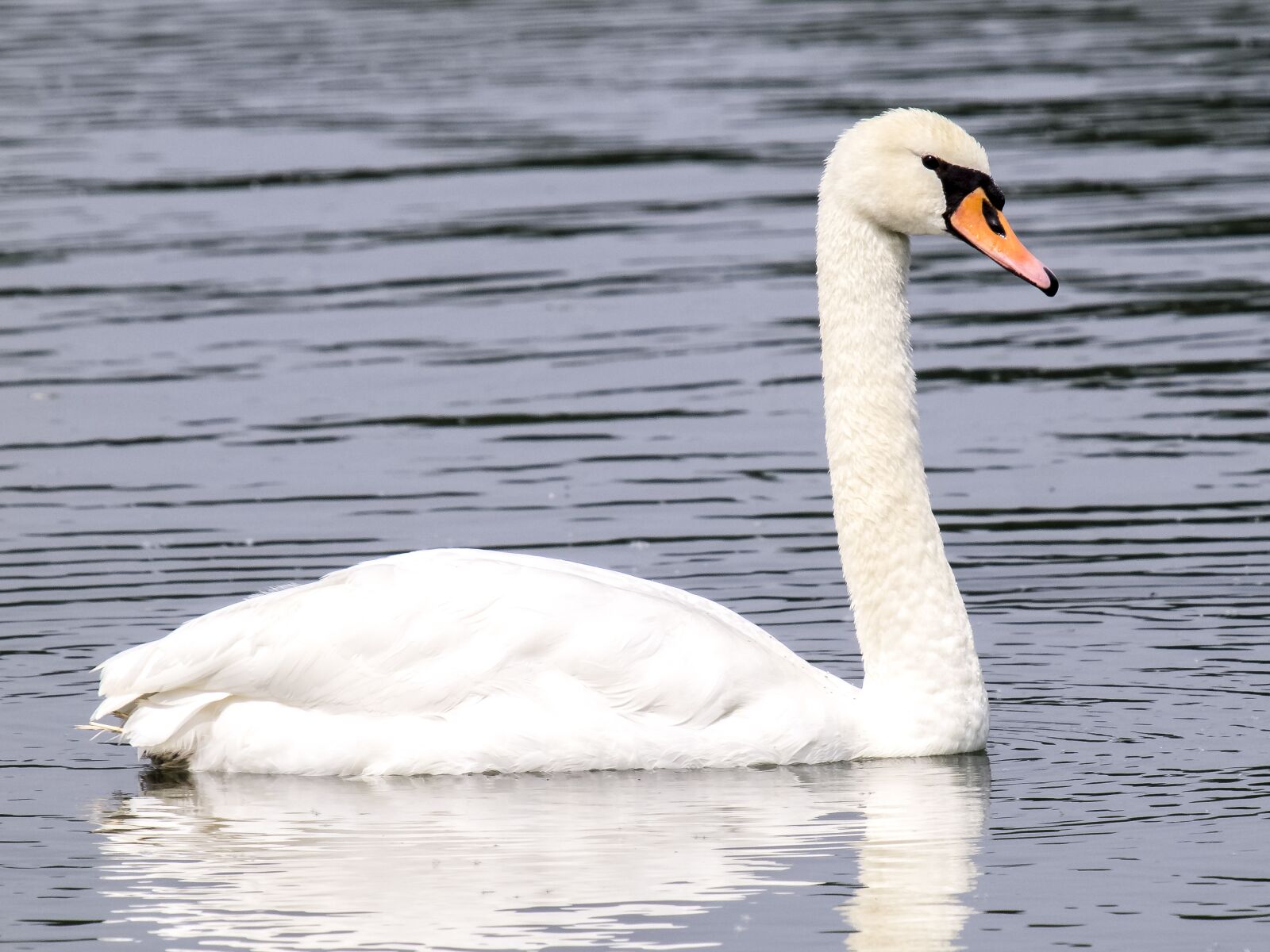 Olympus E-5 sample photo. Swan, mute swan, bird photography