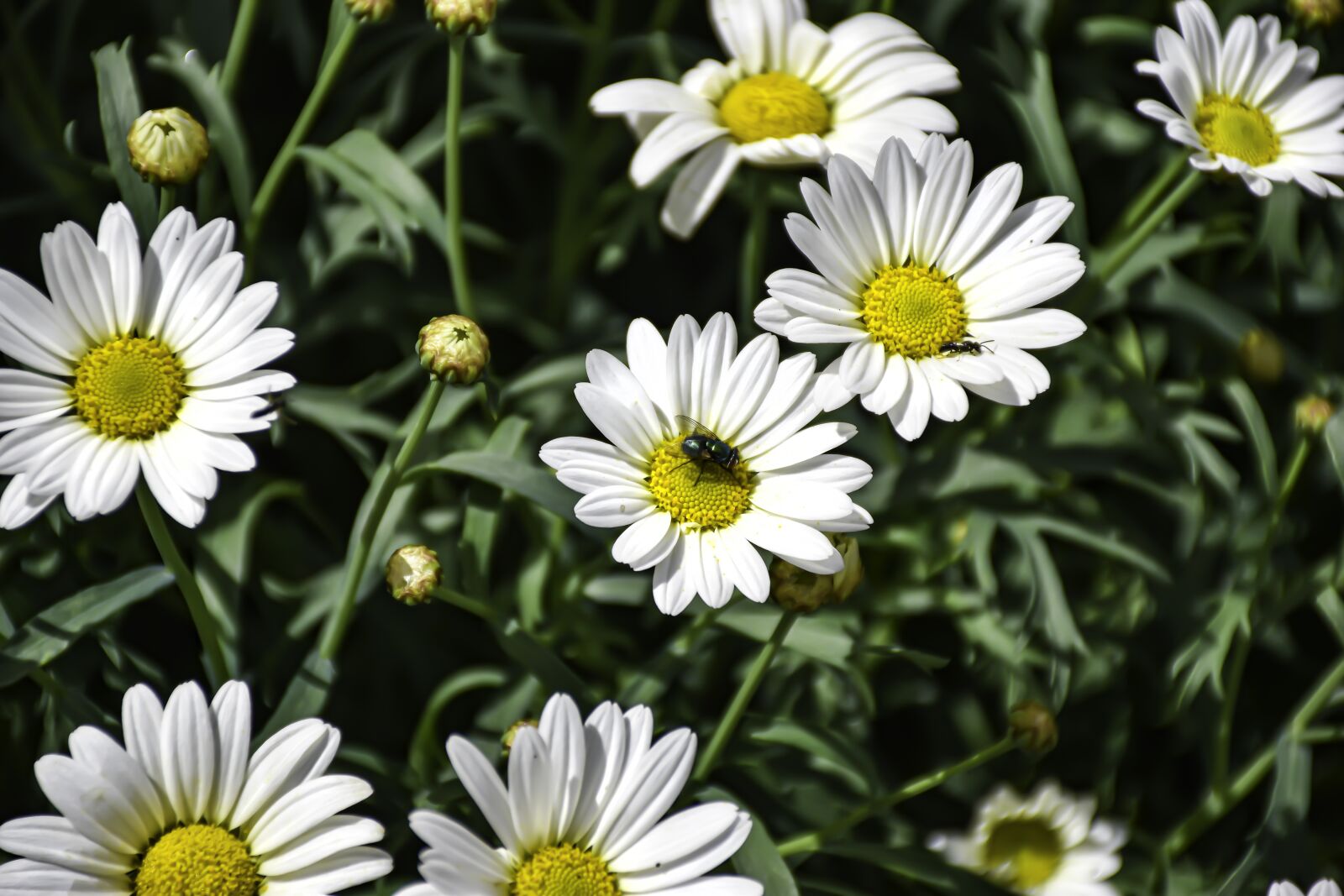 Nikon D5600 sample photo. Flowers, insects, daisy photography