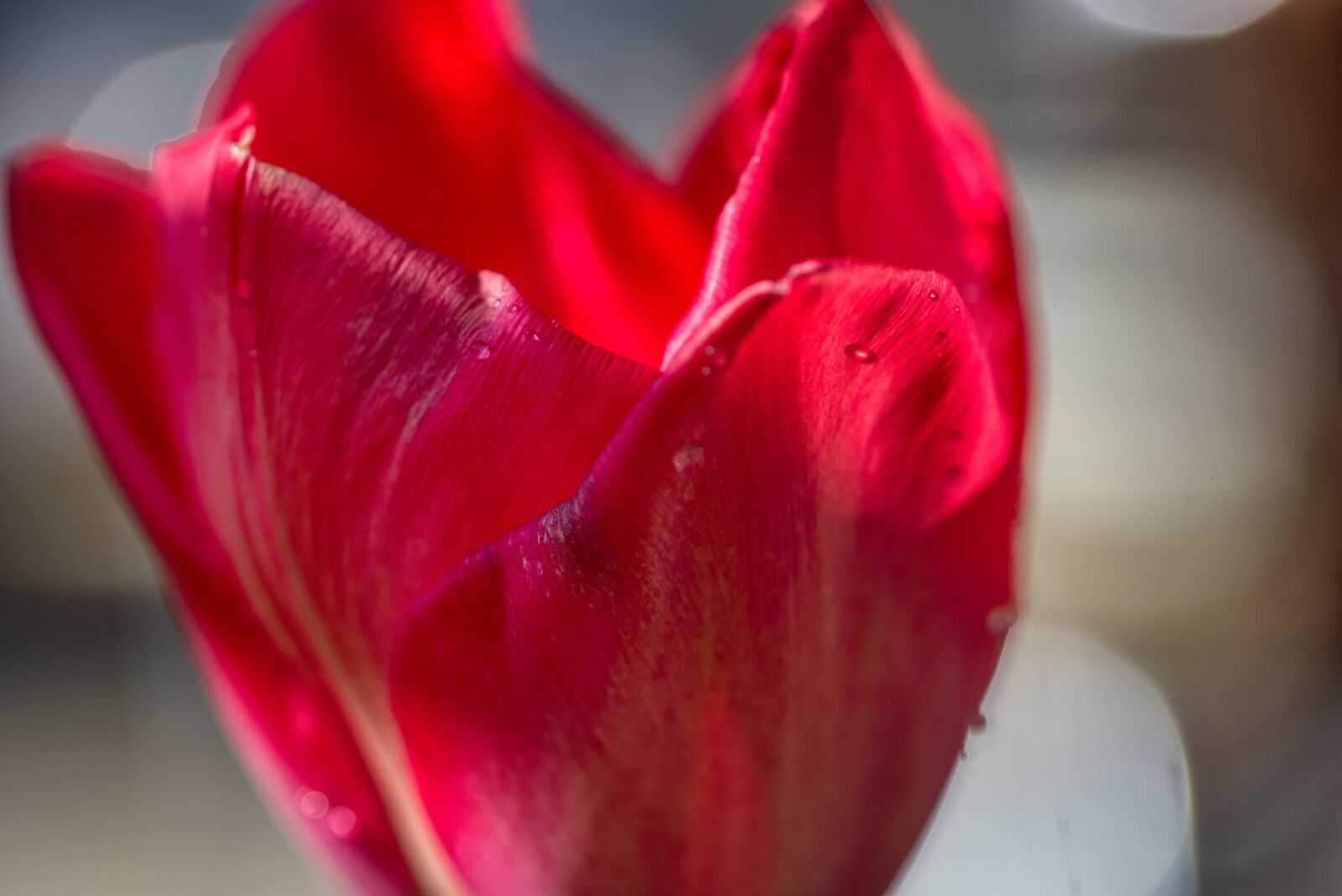 Nikon D750 sample photo. Tulip, flower, blossom photography