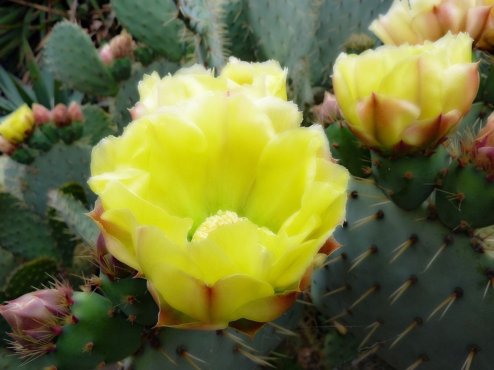 Panasonic DMC-TZ7 sample photo. Flower, cactus, fig photography